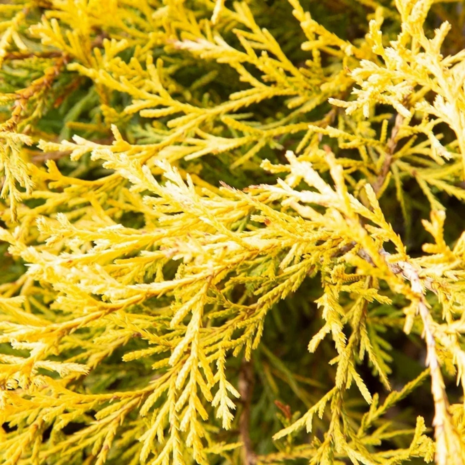 Golden Mop False Cypress Live Plant 6" – Chamaecyparis pisifera ‘Golden Mop’ Evergreen Shrub, Low Maintenance Garden Plant