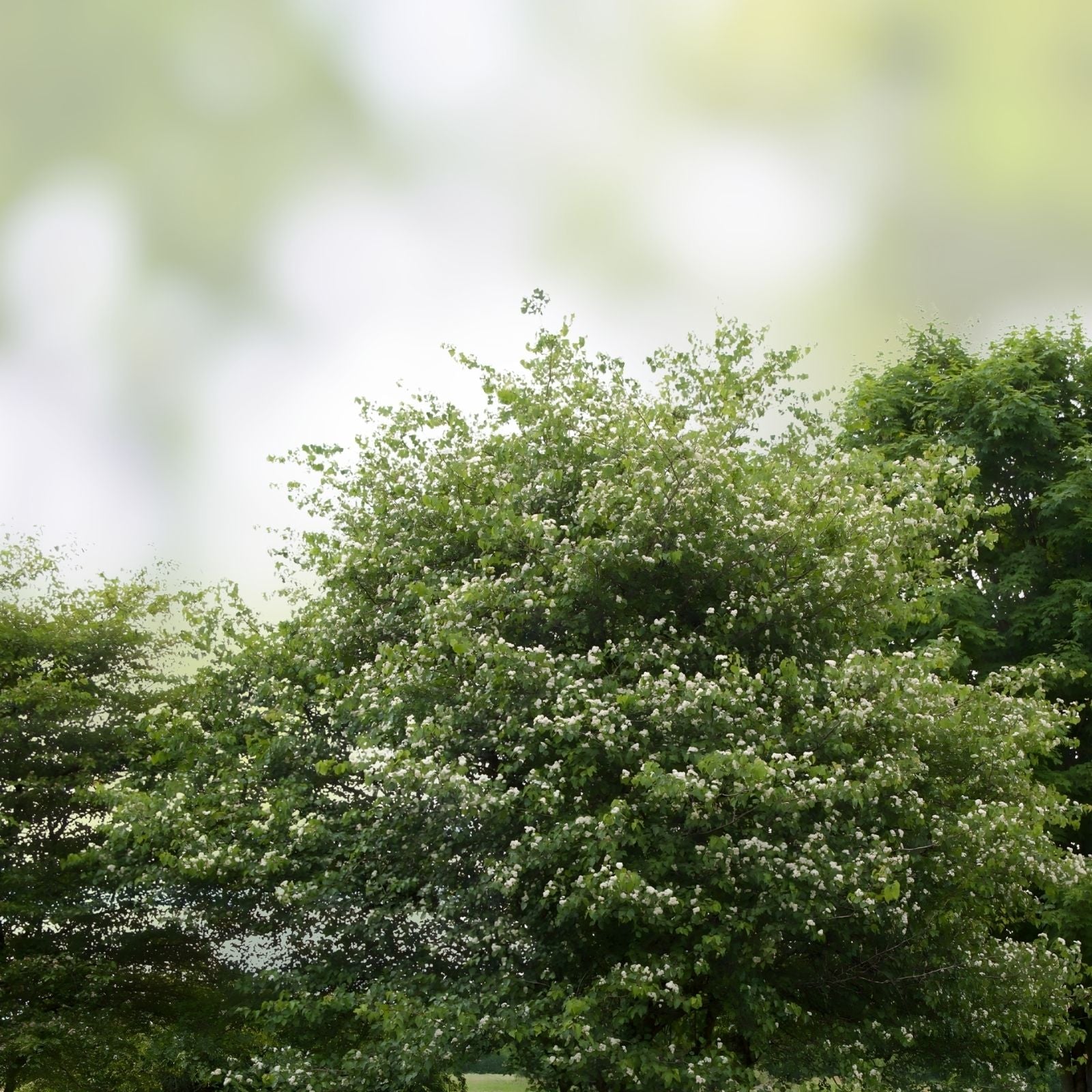 Washington Hawthorn Tree Bare Root 18-24 Inch Crataegus phaenopyrum Ornamental Landscaping Tree