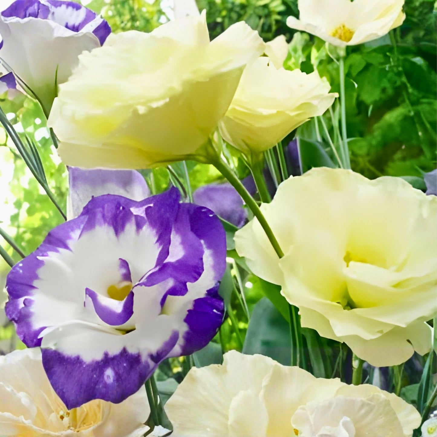 Lisianthus Seeds 1000 Pack Non-GMO Heirloom Flower Seeds Garden Blooms Eustoma grandiflorum