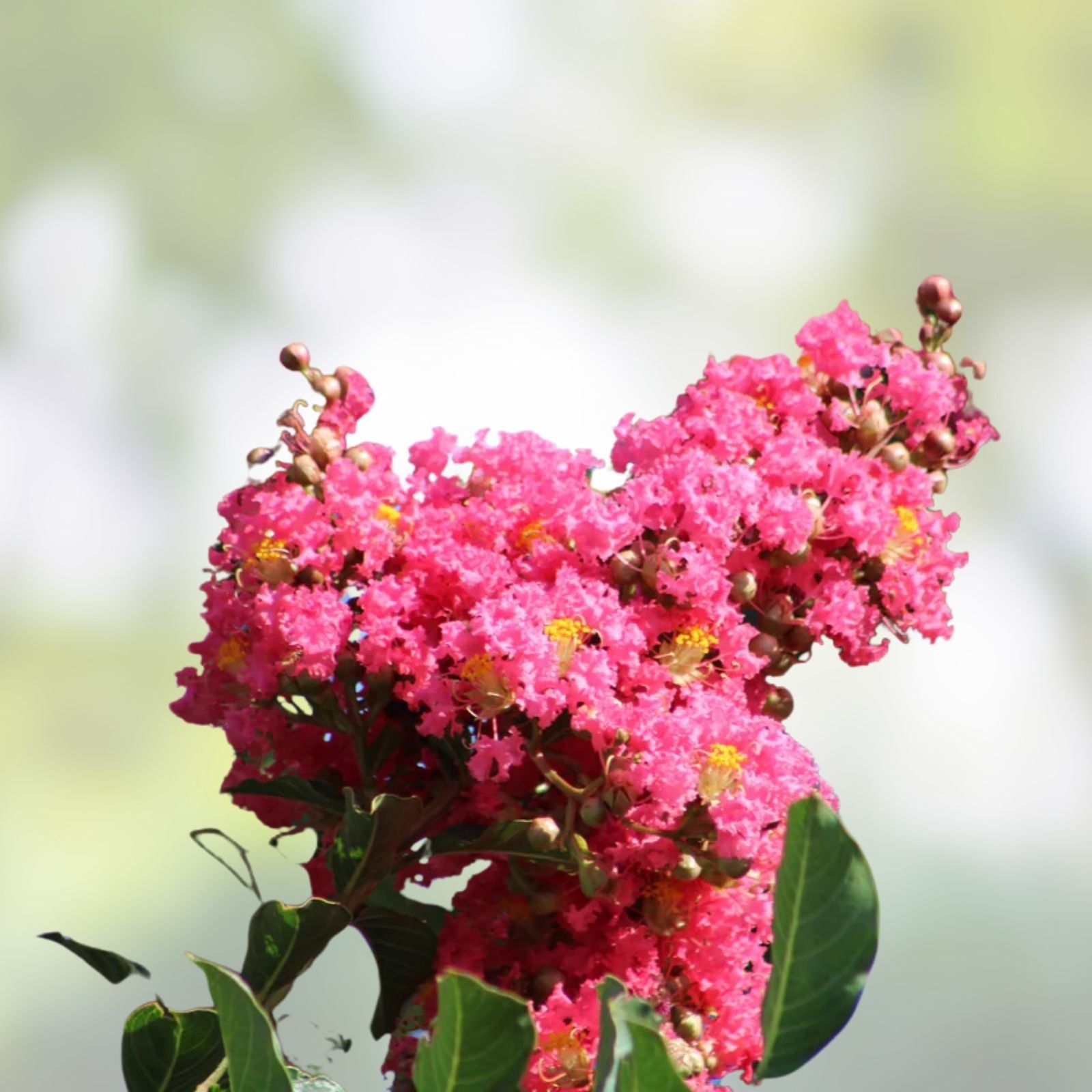 Dark Pink Crepe Myrtle Cuttings - Lagerstroemia indica - 6-inch Live Plant - Perennial Broadleaf Evergreen