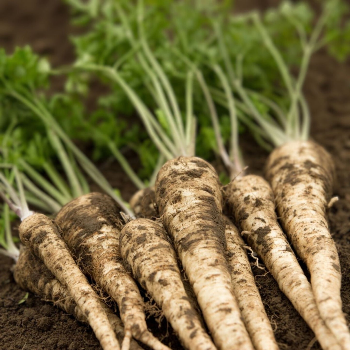 Organic Hamburg Root Parsley Seeds 500 Pack Petroselinum crispum USA Grown Free Shipping