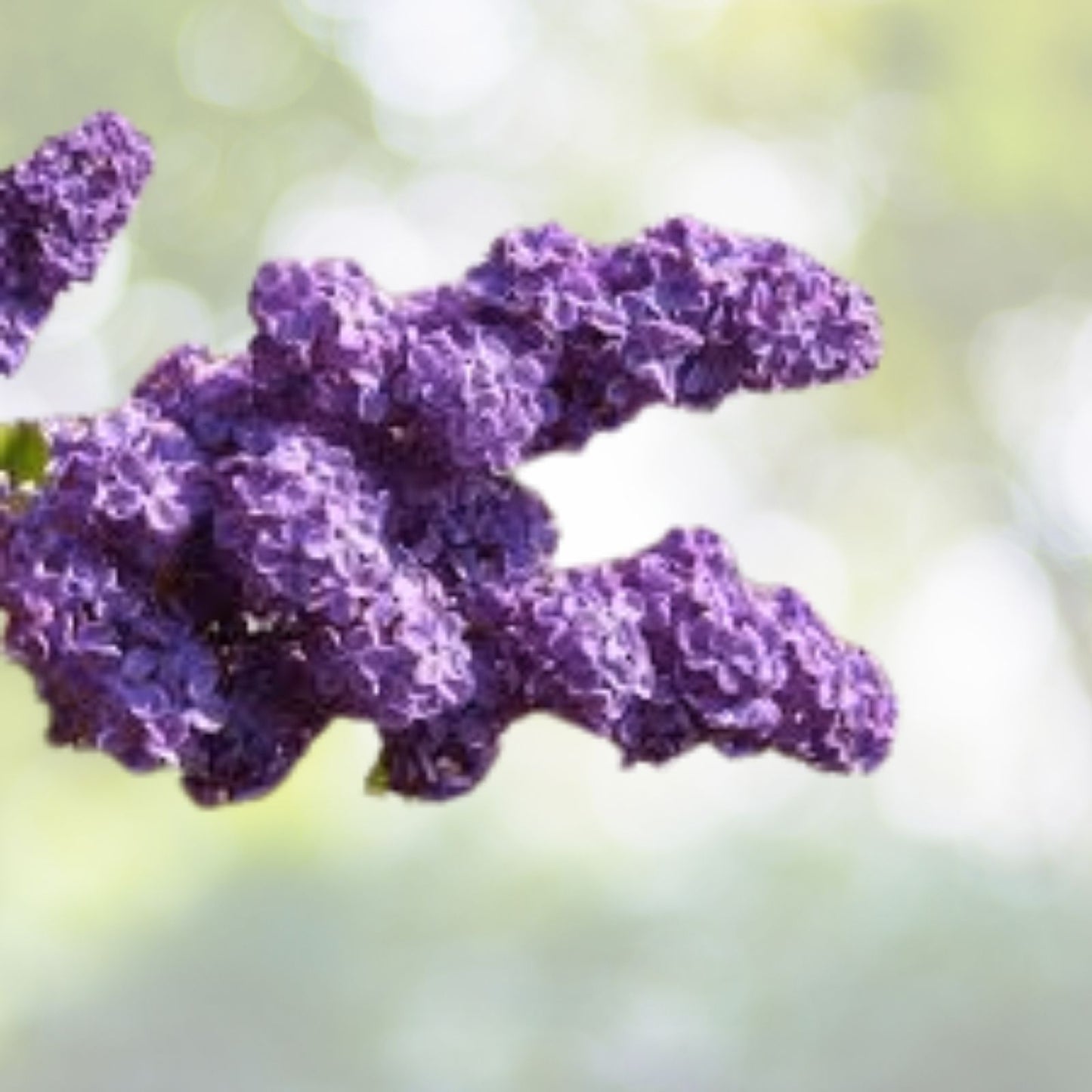 Purple Lilac Shrub Seeds - Syringa villosa - 20 Count | Fragrant Flowering Plant for Gardens