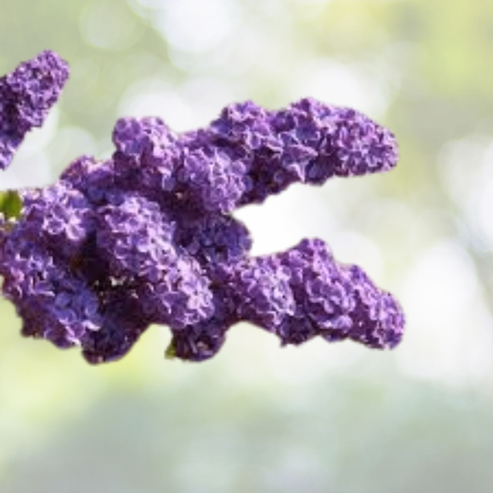 Purple Lilac Shrub Seeds - Syringa villosa - 20 Count | Fragrant Flowering Plant for Gardens