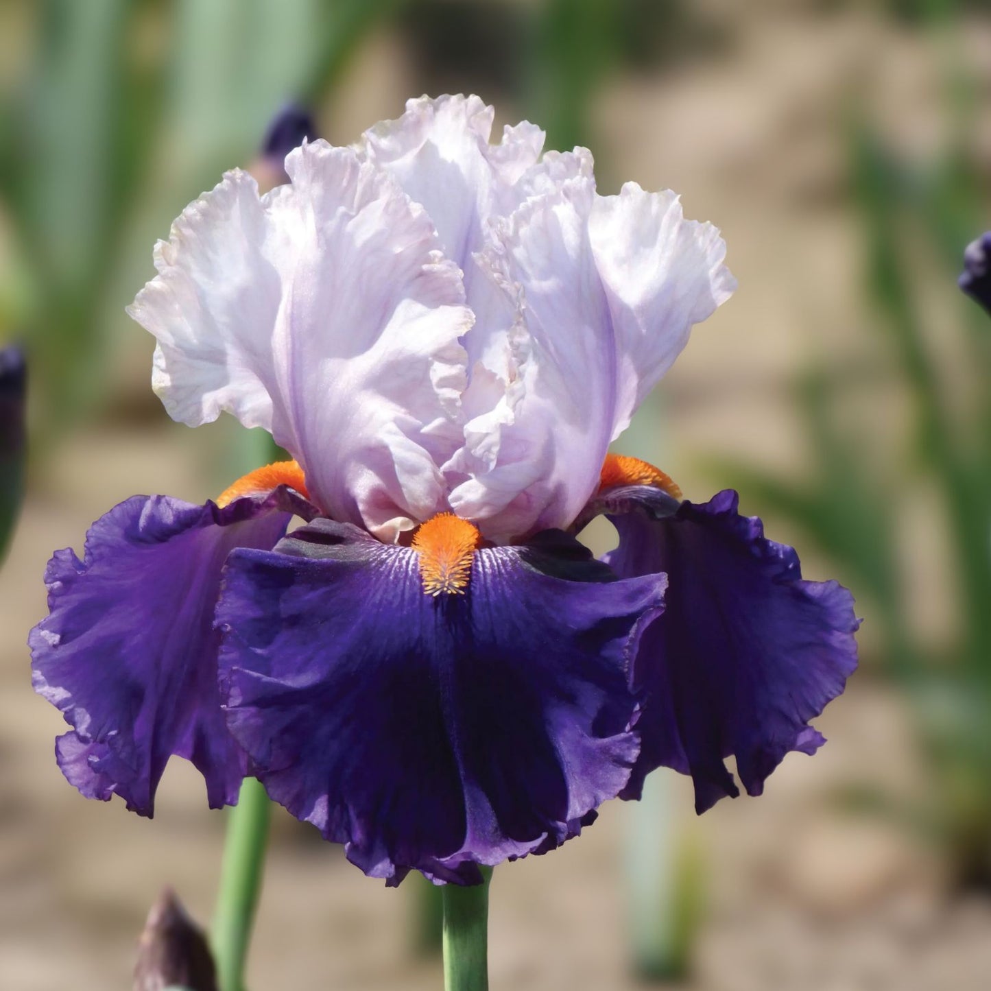 Tall Iris Plants - 2 Rhizomes - Vintage Lilac/Blue Perennial - Iris germanica