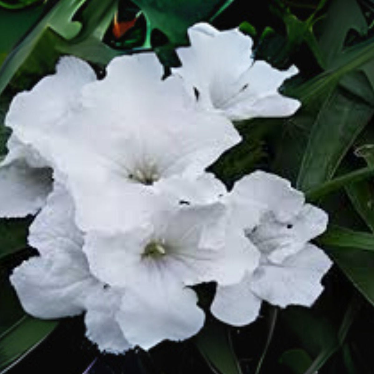 White-Mexican-Petunia-Live-Plant-3-to-4-Inch-Ruellia-simplex-No-Pot-Shipping