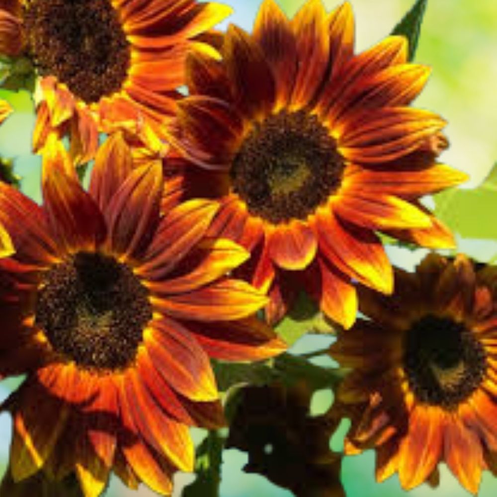 Organic Sunflower Seeds 50 Pack Earthwalker Variety Helianthus annuus Non-GMO USA Grown