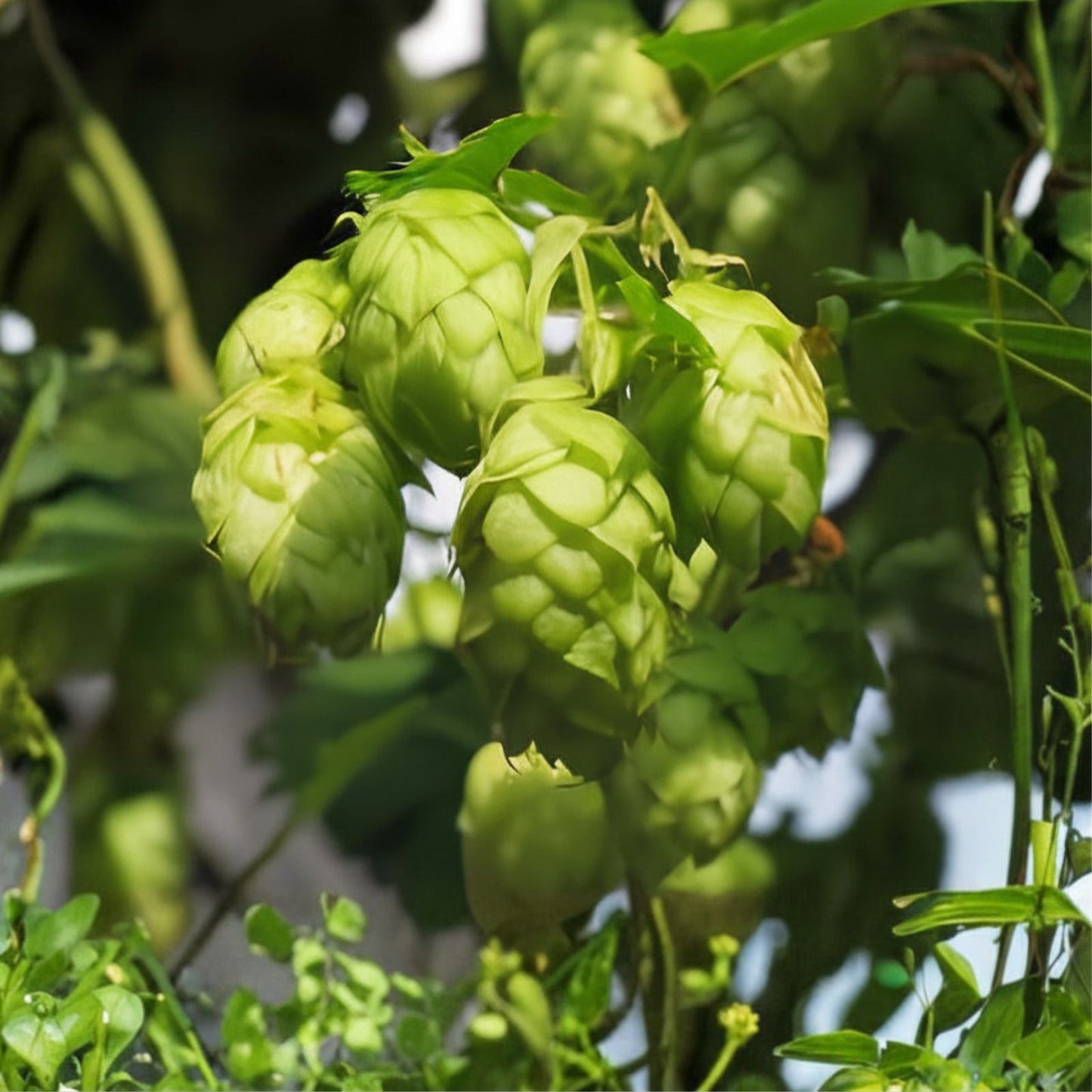 Common Hops Seeds 25 Pack, Humulus lupulus, Organic Beer Brewing Starter Plant, Homebrew Hops Seeds, Live Plant or Cutting