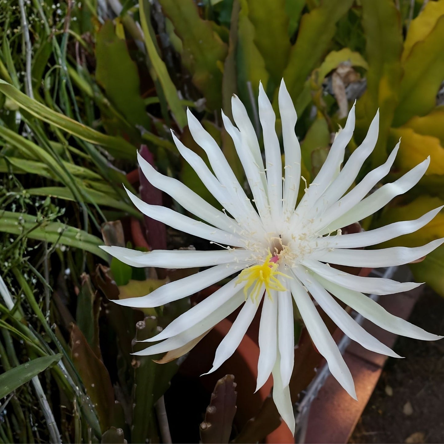 Epiphyllum Orchid Cactus Cuttings 7-8" Hookeri Strictum Fresh Propagation Plant Clippings