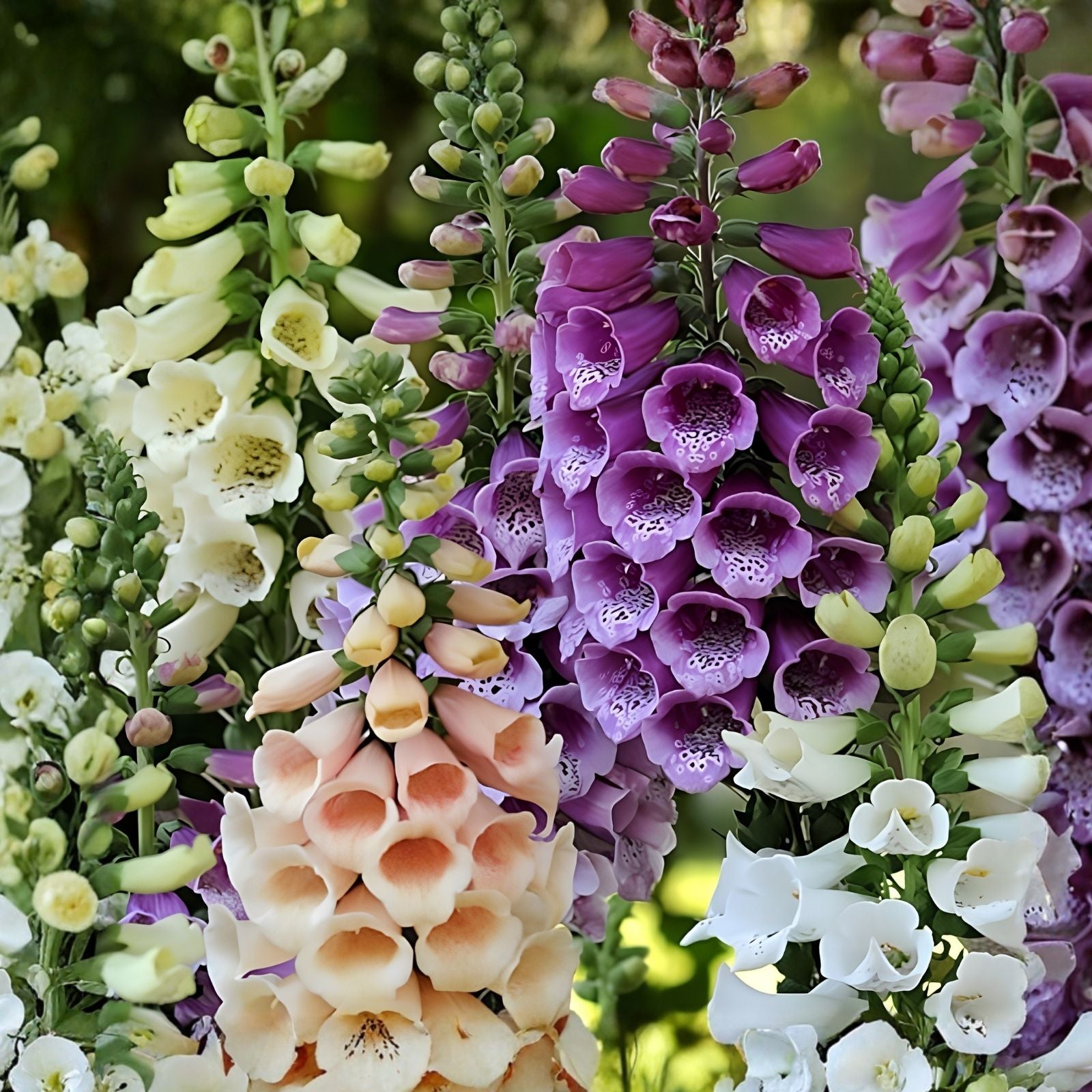 Foxglove Flower Seeds - 1,000+ Mixed Color Digitalis purpurea Seeds for Garden, Wildflower, and Pollinator Planting