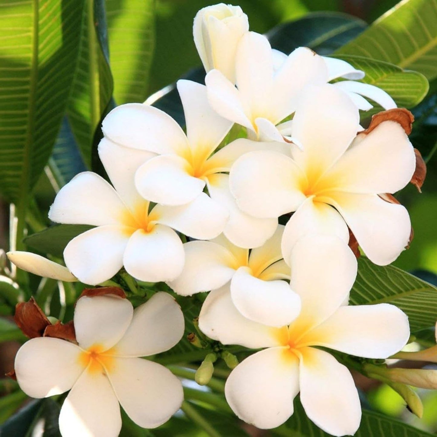 Plumeria Cuttings - Colorful Variety with Vibrant Flowers - Frangipani (Plumeria) for Planting