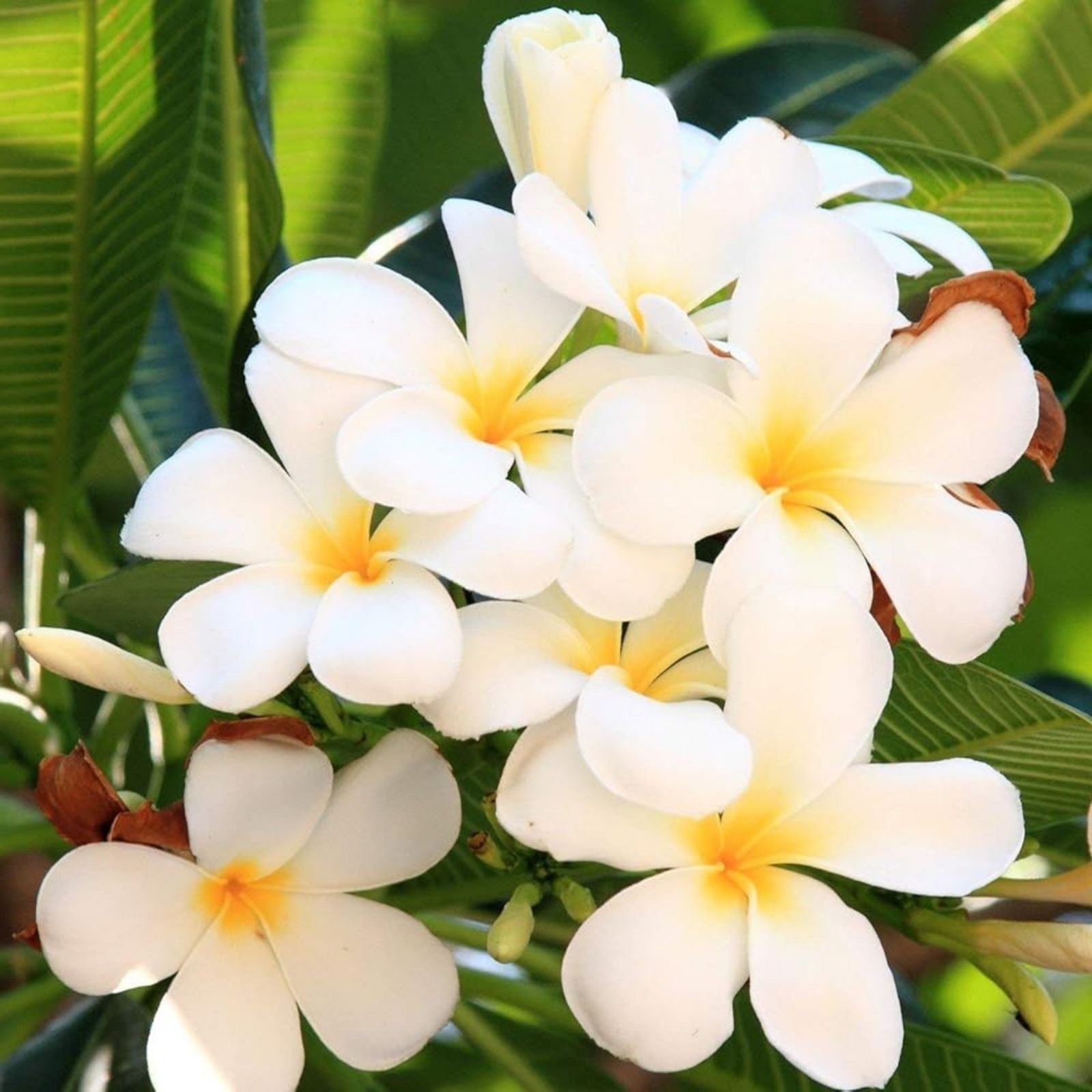 Plumeria Cuttings - Colorful Variety with Vibrant Flowers - Frangipani (Plumeria) for Planting