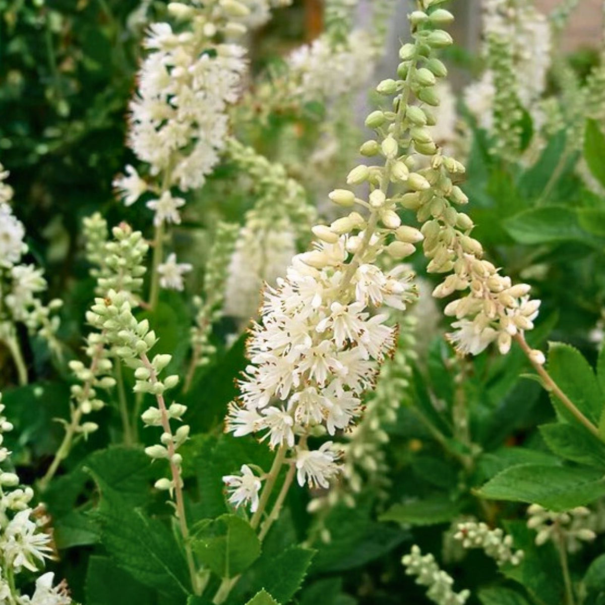 Sweet Pepperbush Plants - 10-12" Tall Fragrant Ornamental Shrub - Clethra alnifolia - Rare Pollinator Attractor
