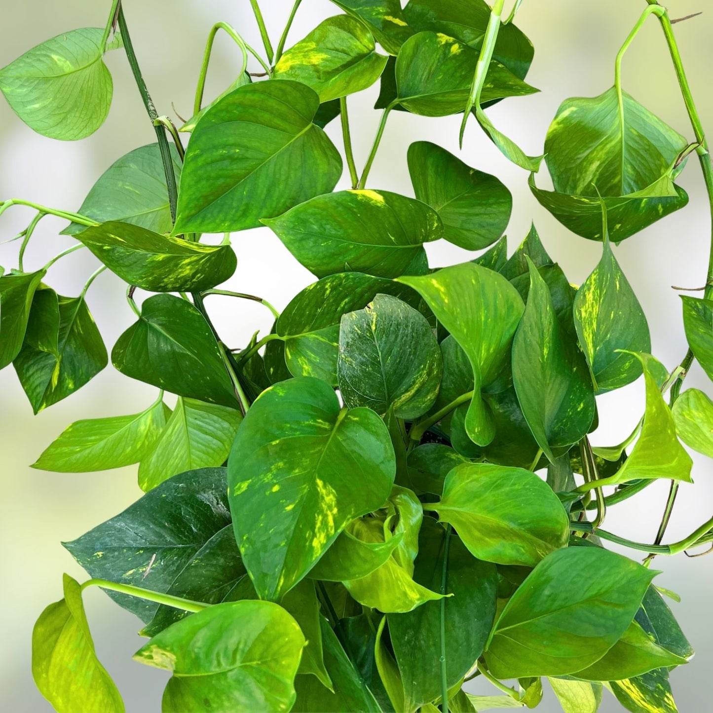 10 Rooted Pothos Plant Cuttings - Green Indoor Houseplants - Epipremnum aureum - Easy Care, Low Maintenance