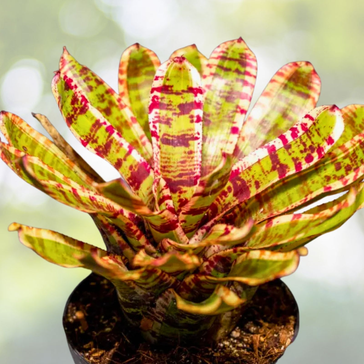 Bromeliad Plant 6" Pot Neoregelia Wild Rabbit Exotic Tropical Houseplant Neoregelia spp. Indoor Gardening Decor