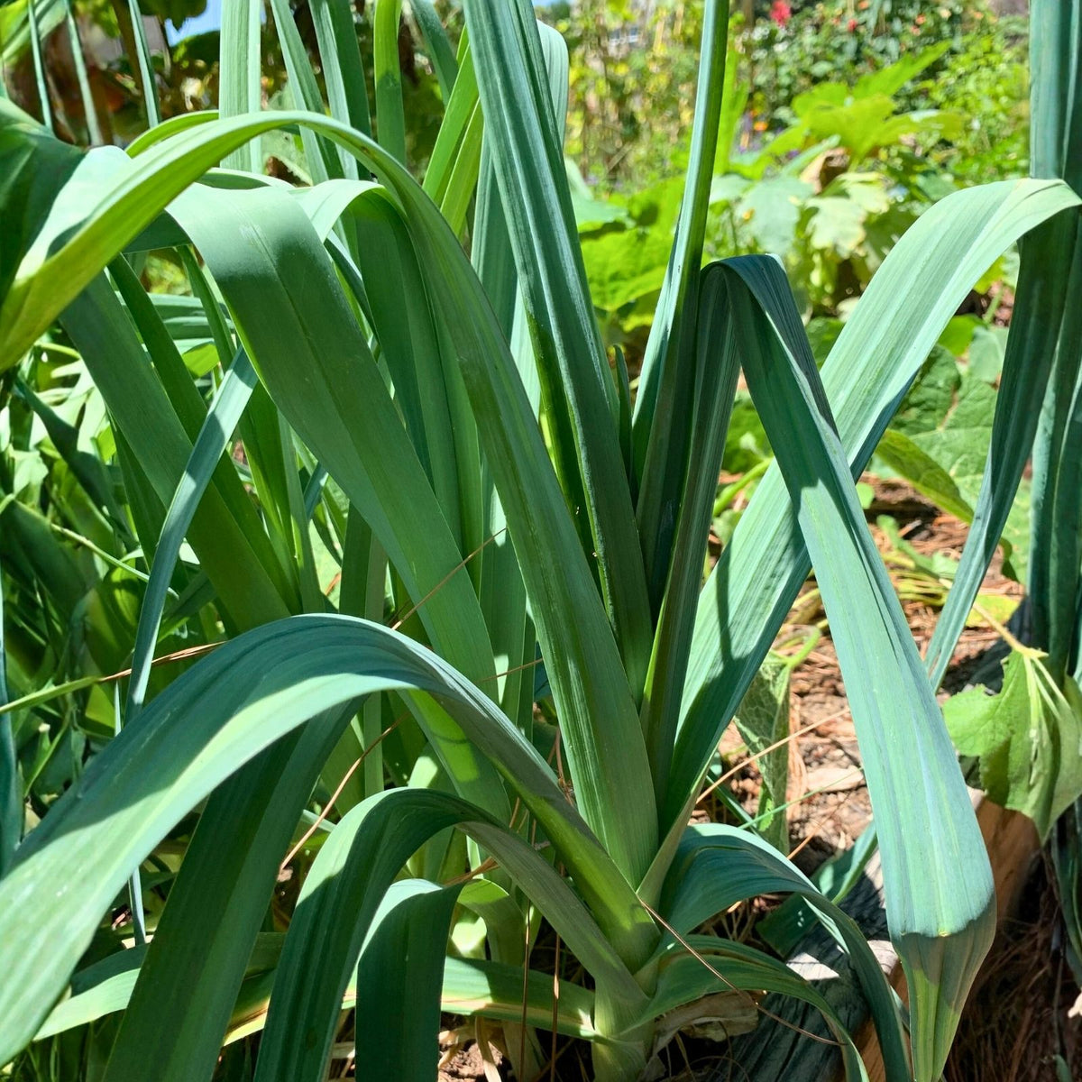 Leek Seeds 25+ Heirloom American Flag Variety Allium ampeloprasum Crisp Sweet Flavor Gardening Plant