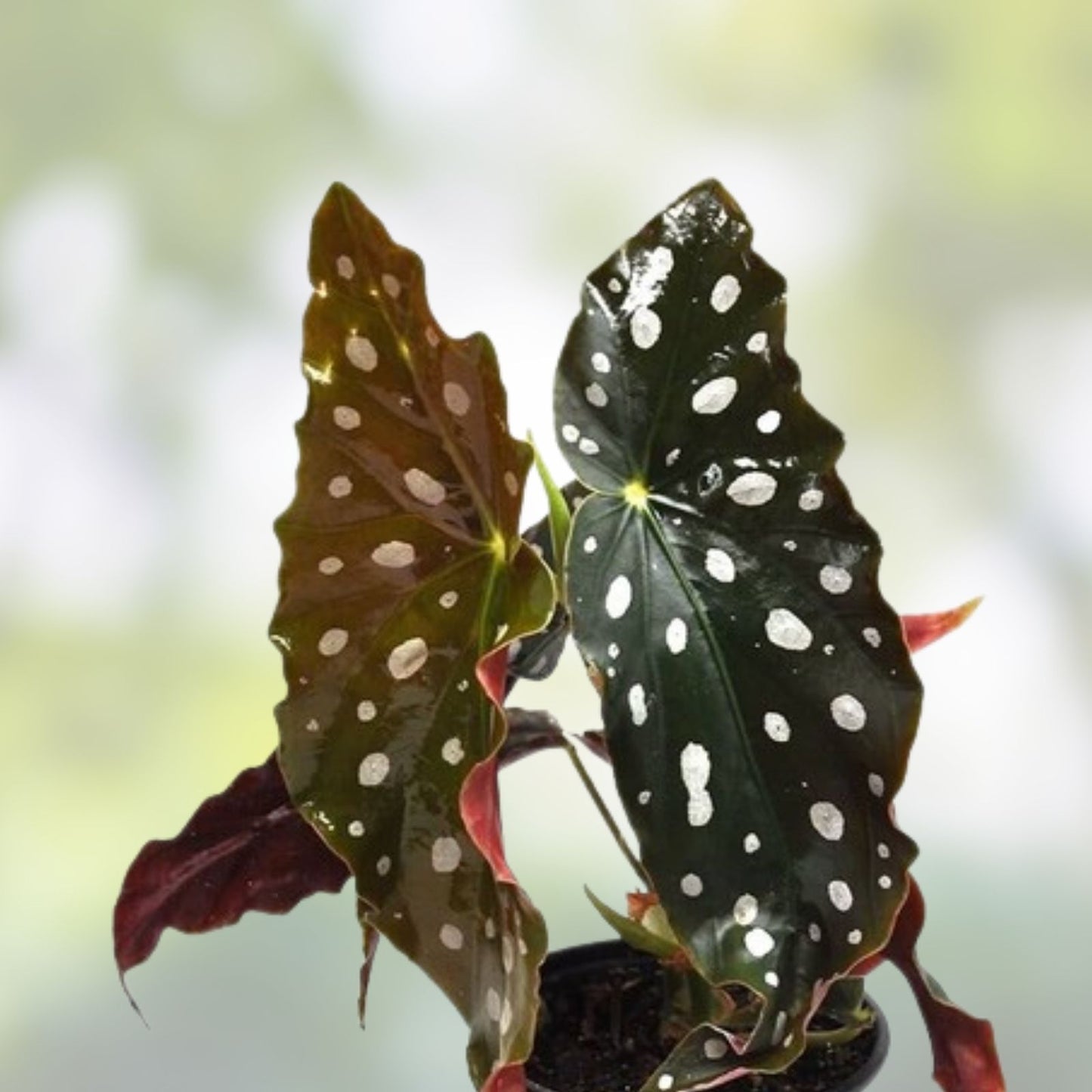 Begonia Cutting Buttercup Variety for Terrarium Vivarium Paludarium Begonia prismatocarpa