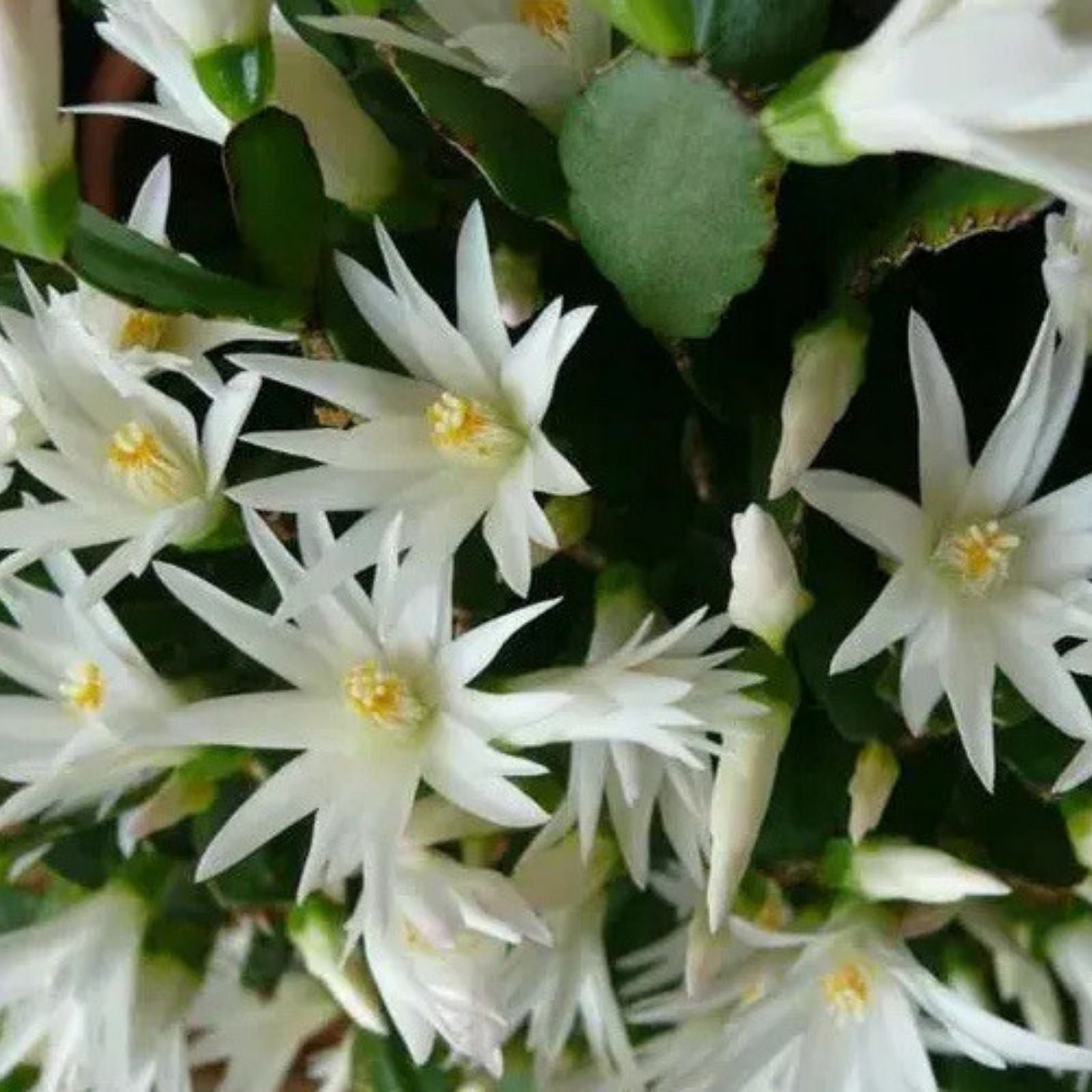 Easter Cactus Plant - White Spring Sunrise - Rooted Rhipsalidopsis Hatiora - Indoor Houseplant, Blooming Succulent
