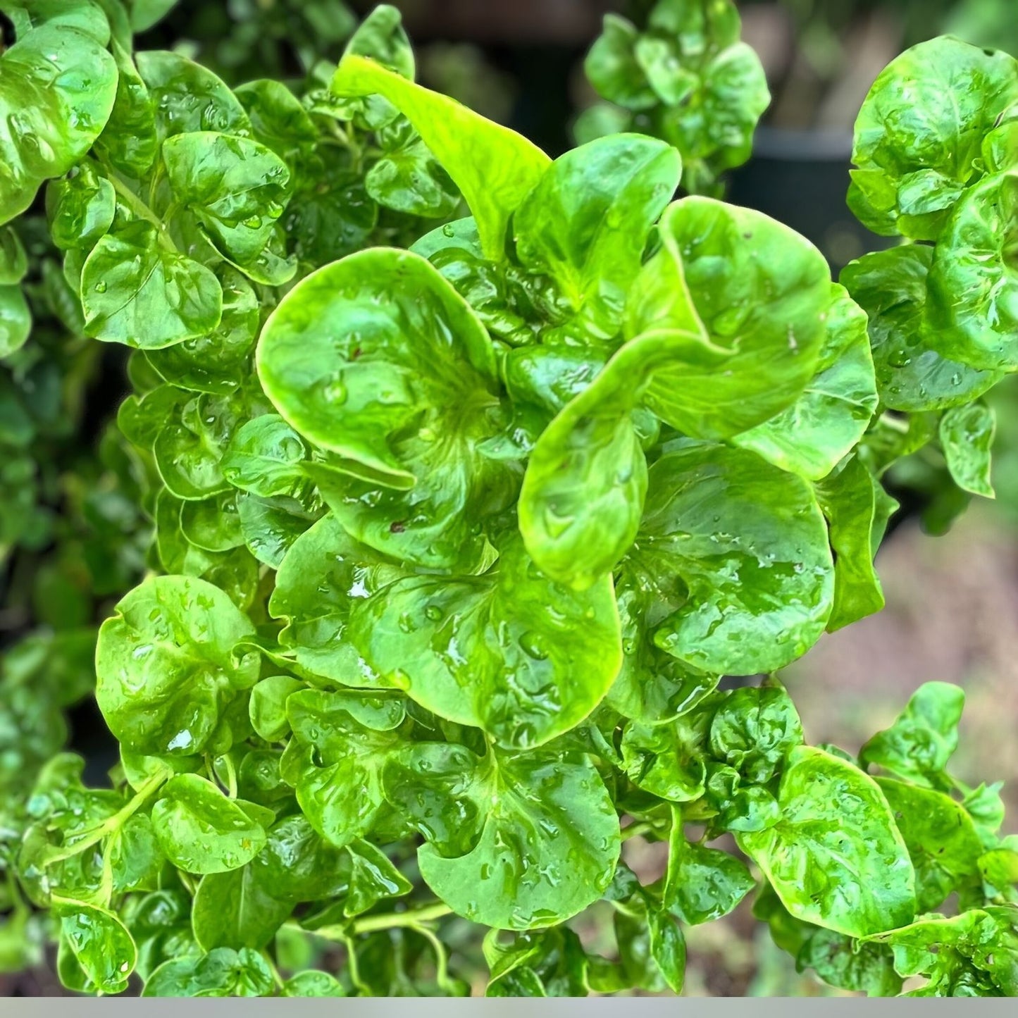 Brazilian Spinach Cuttings 4 Pack - Samba Lettuce - Sissoo Spinach - Easy to Grow Indoor & Outdoor Plant - Alternanthera sissoo