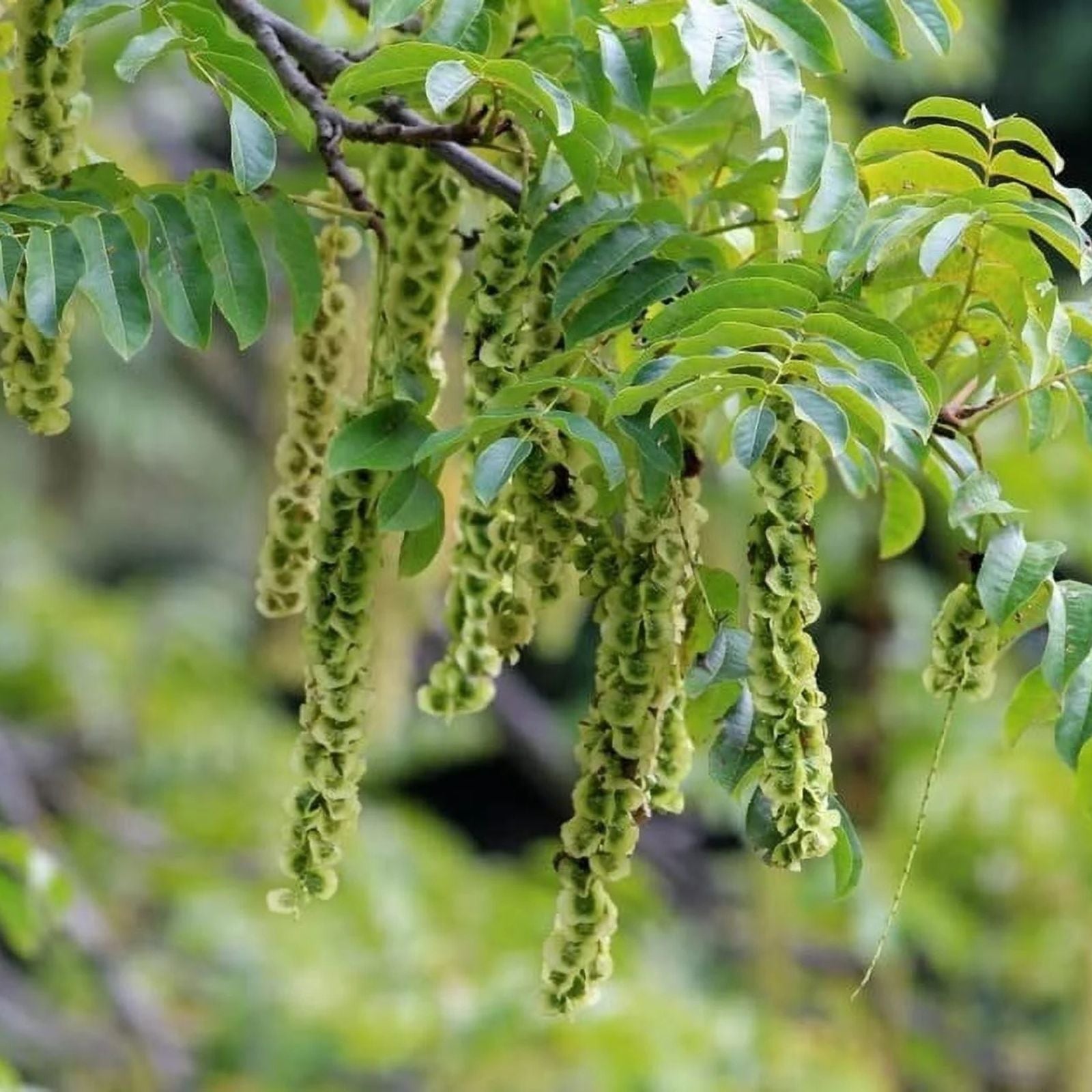 Caucasian Wingnut Tree Seeds 10 Pack - Pterocarya fraxinifolia Hardy Garden Seeds for Planting