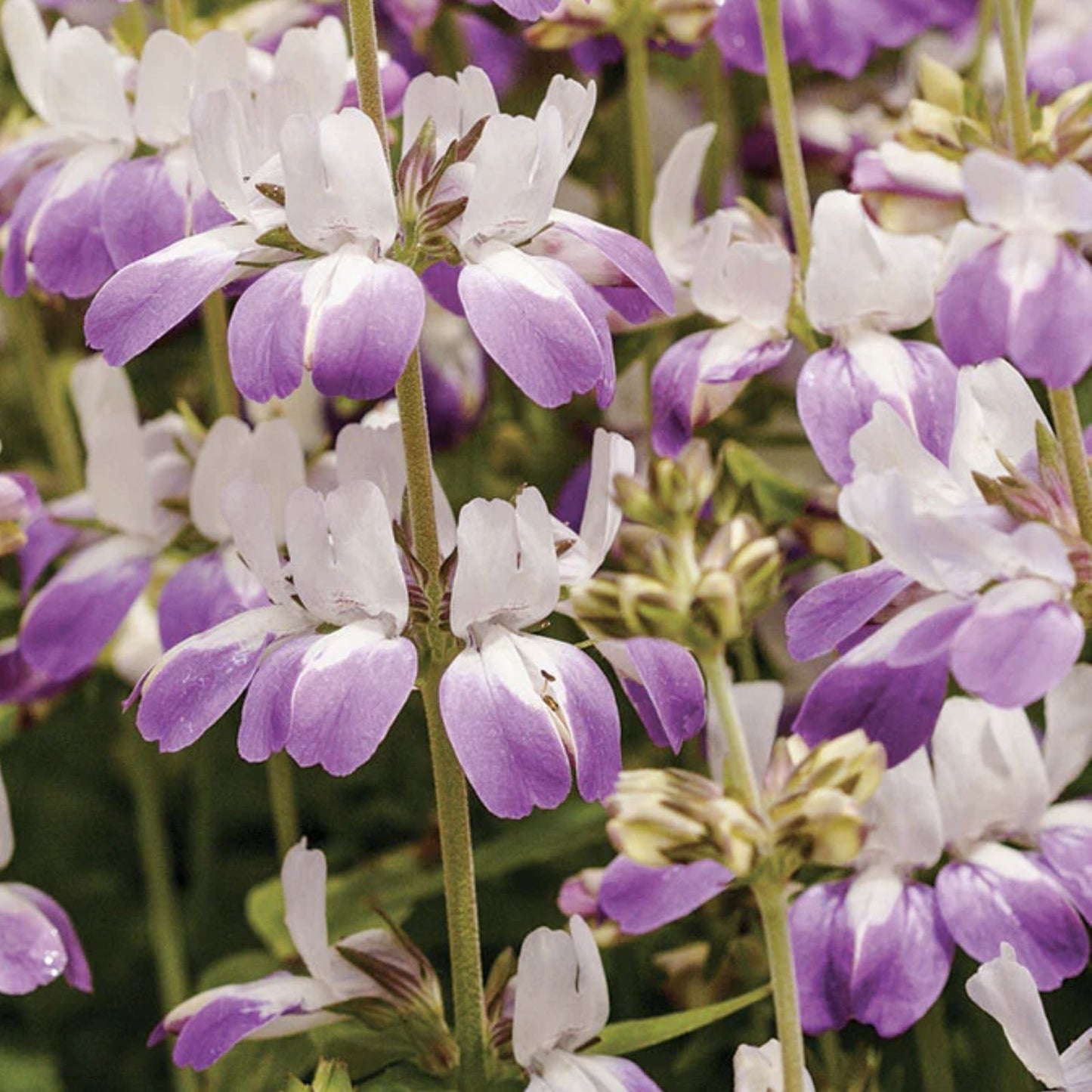 Chinese Houses Flower Seeds - Heirloom Variety for Planting, Decorative Blooms - Collinsia heterophylla