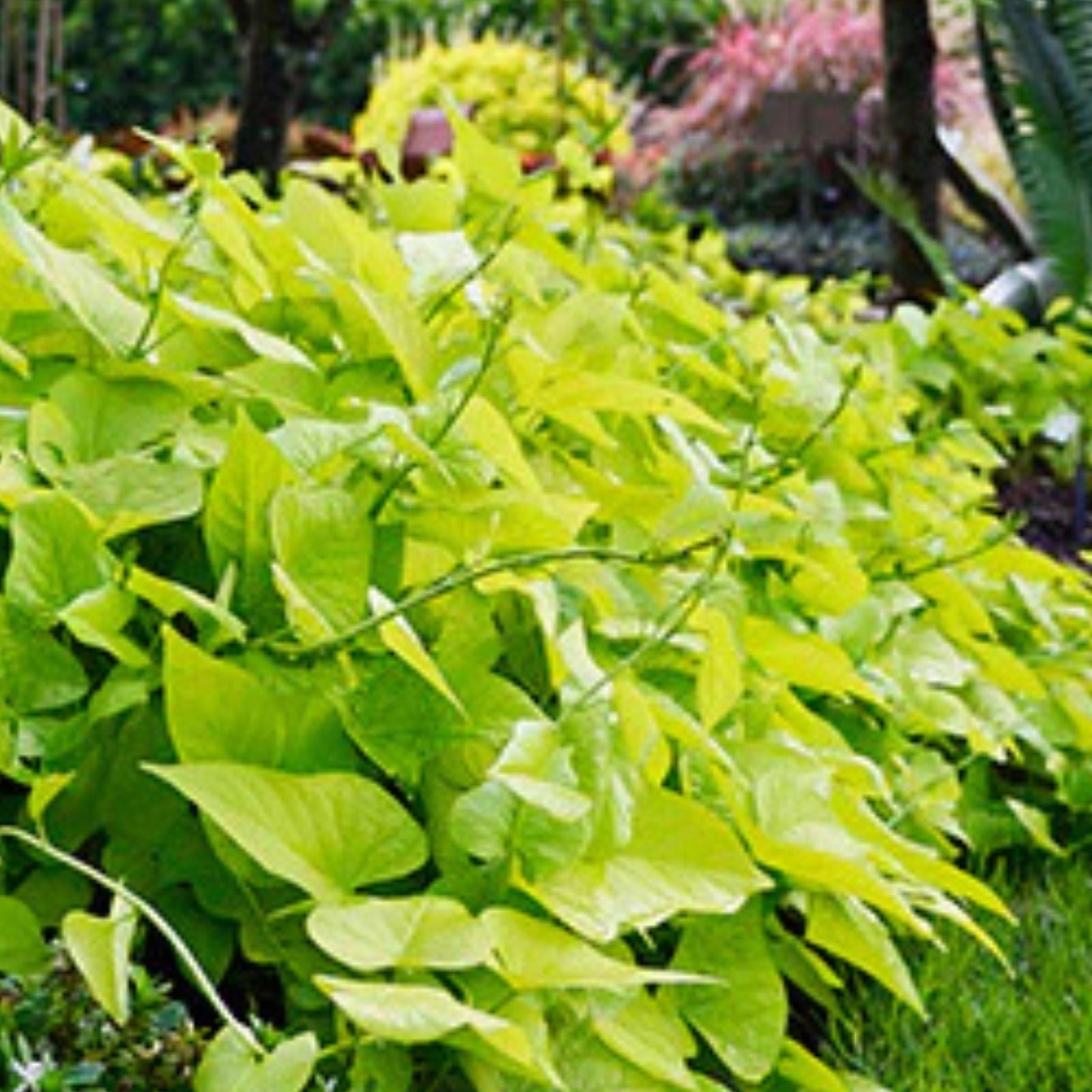 Sweet Potato Vine Plants - 6 Fresh Root Cuttings - Green Foliage - Ipomoea batatas - Easy to Grow Indoor Outdoor Garden
