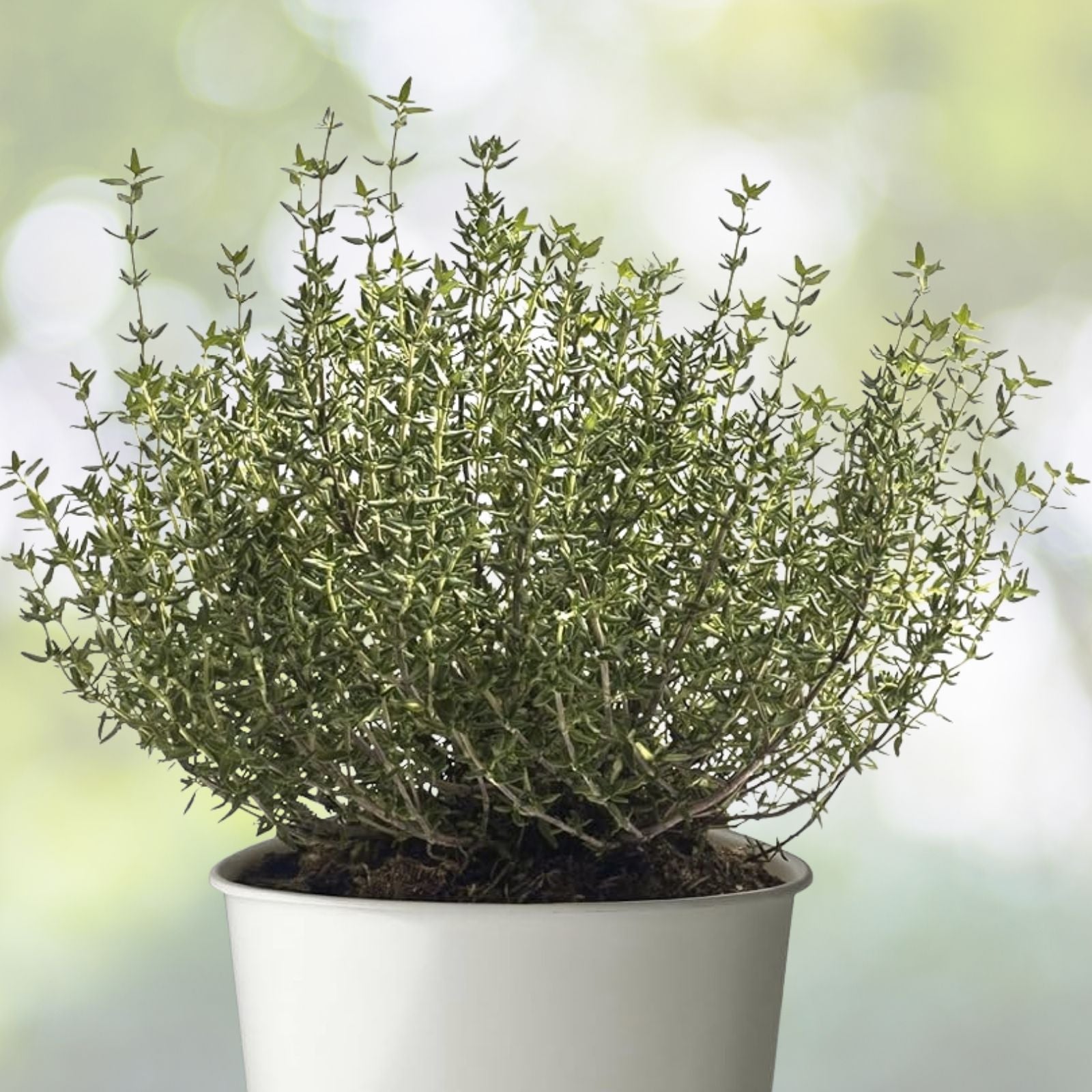 Common Thyme Seeds - 300+ Fragrant Seeds - Thymus Vulgaris - Culinary Herb for Cooking and Gardening