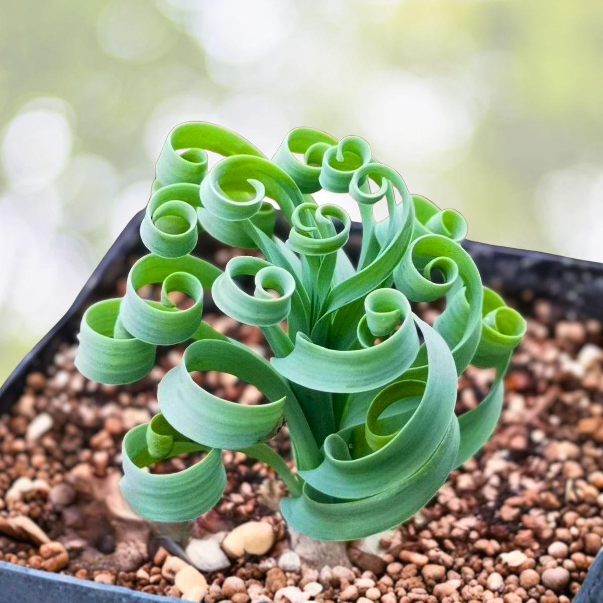 Albuca Concordiana Plant in 2.5" Pot | Curly Grass Succulent | Rare Live Rooted Plant | Albuca concordiana