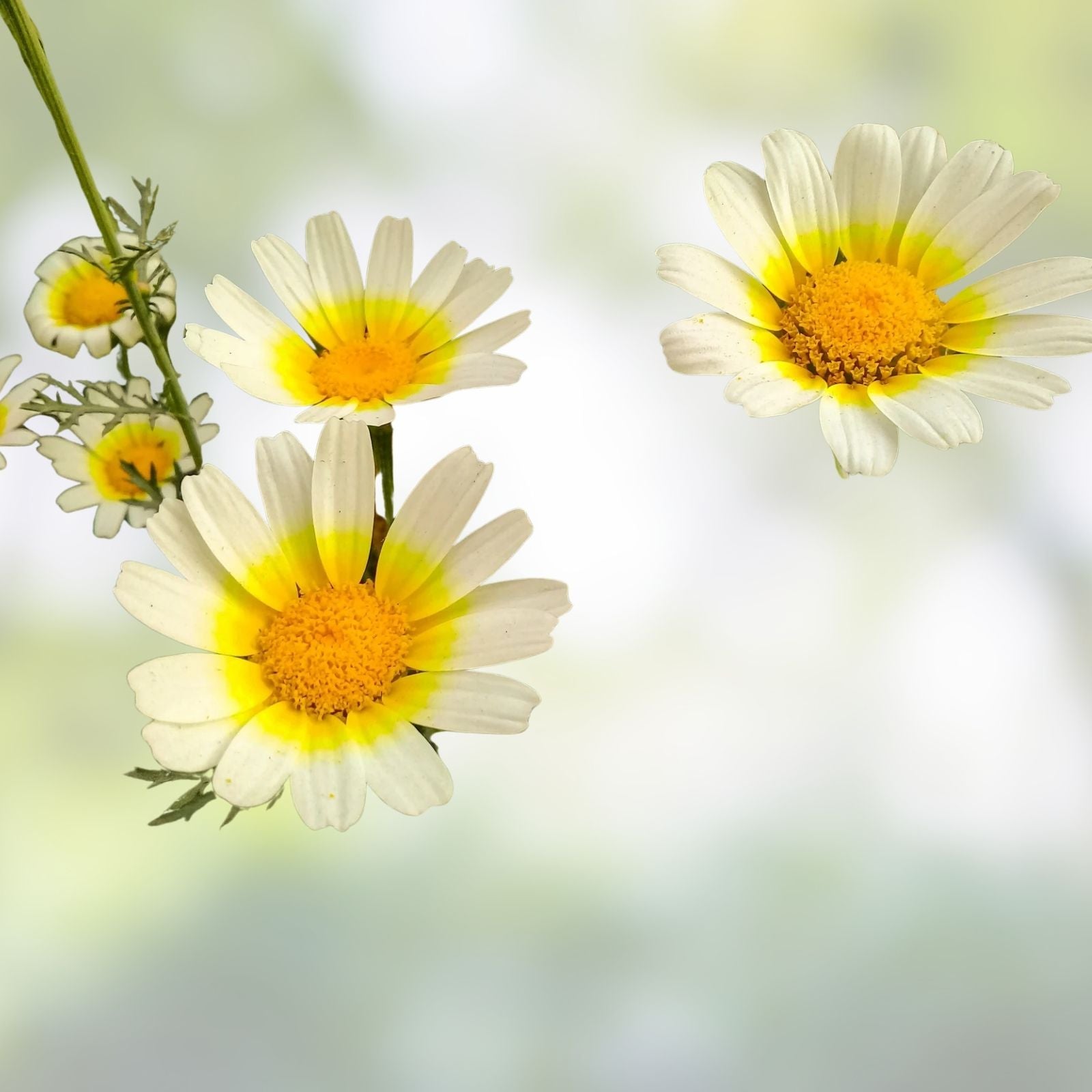 Garland Daisy Seeds 1000+ | Colorful Flowering Plant Seeds | Dimorphotheca Sinuata | Ornamental Garden Flower Seeds