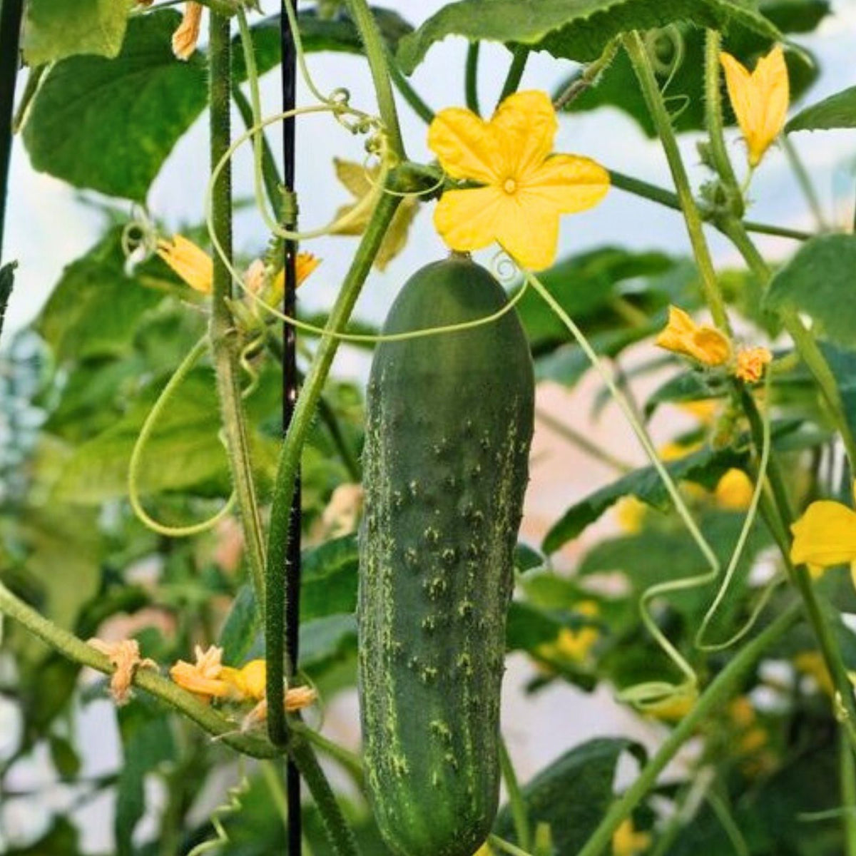 Cucumber Seeds 50 Count Heirloom Non-GMO Marketer Variety Cucumis sativus Vegetable Seeds for Gardening