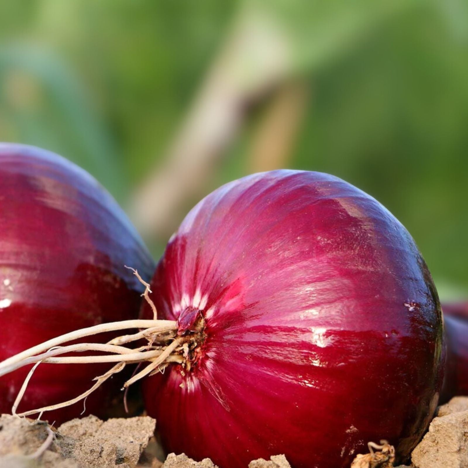 Burgundy Red Onion Seeds - Short Day Heirloom Non-GMO 100 Seeds Allium cepa Vegetable Seeds