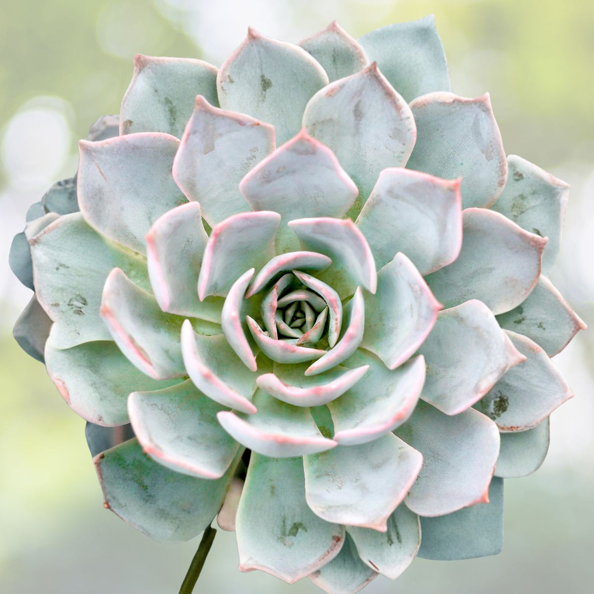 Echeveria Succulent 4" Blue Green Morning Beauty Echeveria Subsessilis