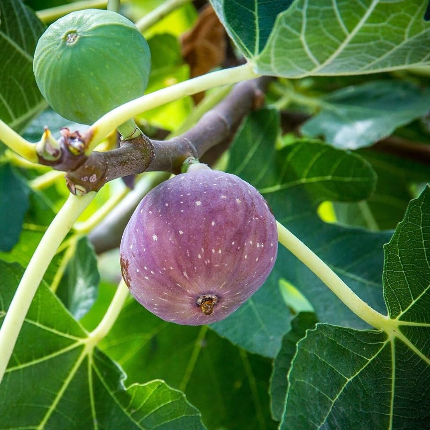 Live Bare Root Olympian Fig Tree Plant Ficus carica 'Olympian' Cold Hardy Zone 6-10 with Sweet Purple Figs
