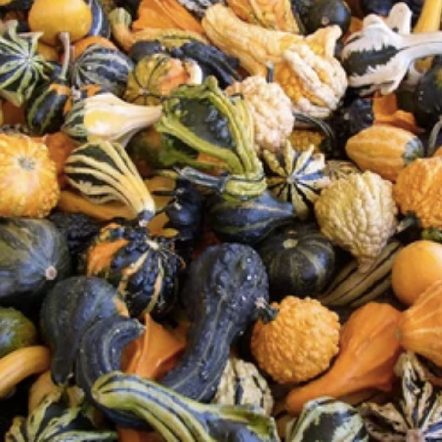 UFO Gourd Seeds 20 Count – Unique Shaped Squash, Cucurbita pepo, Decorative Gourds for Planting and Gardening