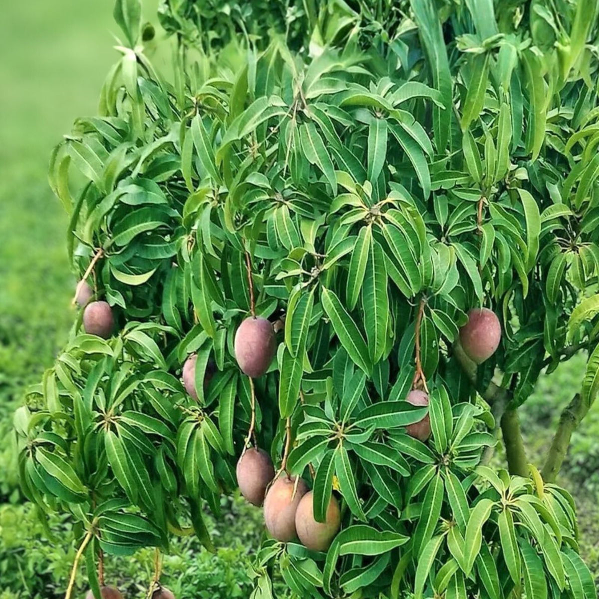 Kent Mango Seeds 3-Pack - Fresh USA So Sweet Mangifera Indica for Home Gardening
