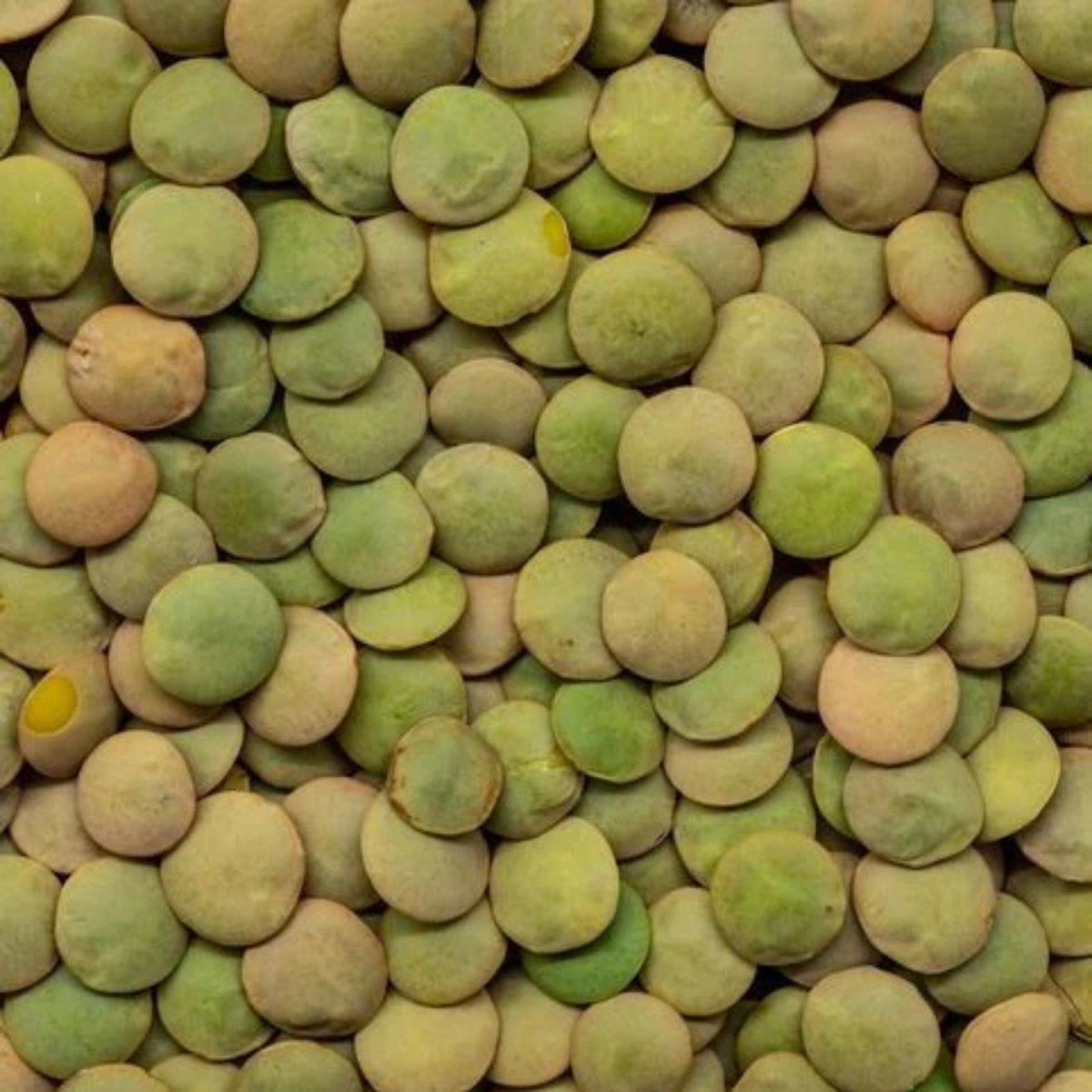 Organic Green Lentils 2 oz – Plant-Based Protein, Versatile Cooking Ingredient, Lens culinaris, Healthy Vegan Food
