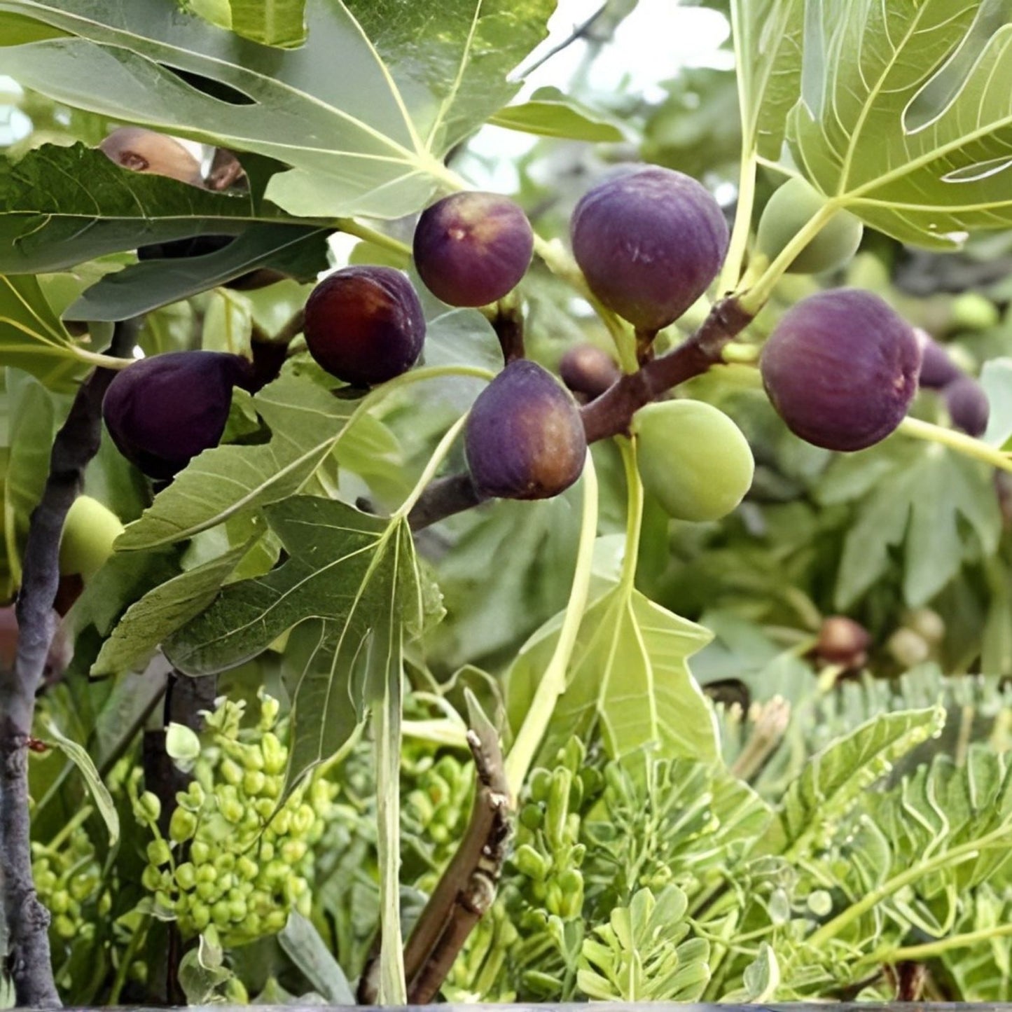 Live Alma Fig Cuttings - 3 Healthy Fresh Ficus carica Planting Propagules