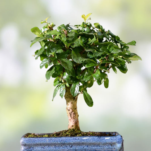 Flowering Bonsai Tree Seeds Bundle - 3 Types, Vibrant Colors, All Flowering Trees, Carmona, Ficus, and More