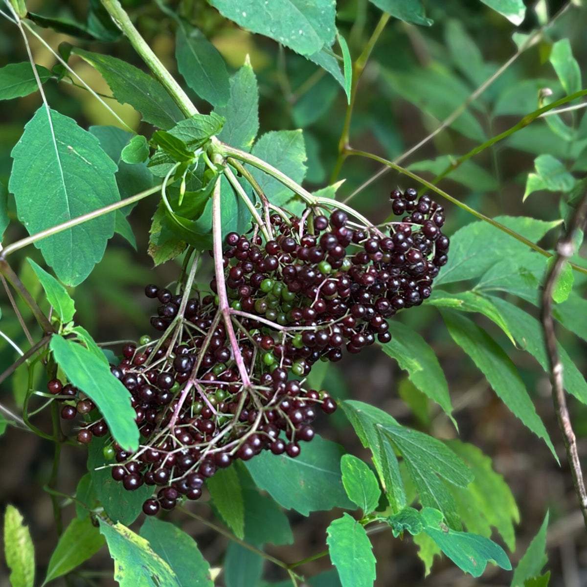 Elderberry Cuttings Unrooted - 3 Organic Sambucus Perennials - Medicinal Shrub for Forest Garden - Appalachian Grown
