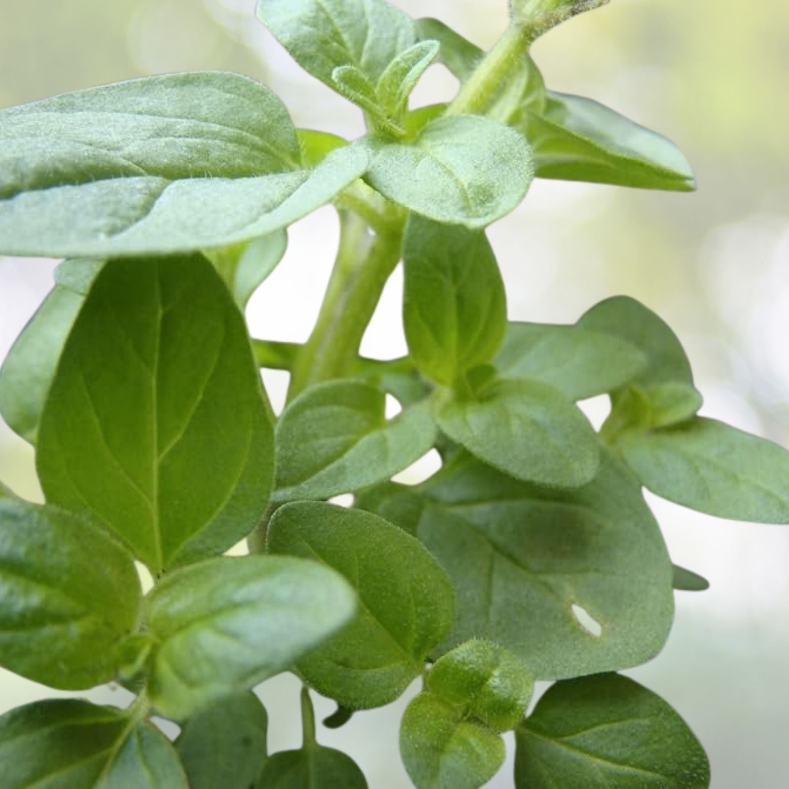 Sweet Marjoram Seeds - 1000+ Count - Knotted Marjoram - Majorana - Perennial Herb - USA Grown