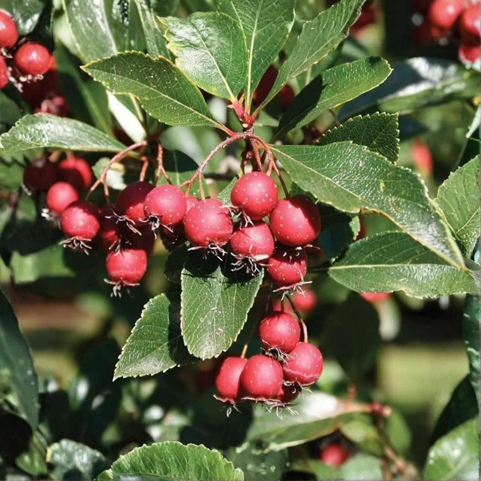 Thornless Hawthorn Tree Seeds 30 Pack Crataegus crus-galli for Planting Landscaping Ornamental Tree