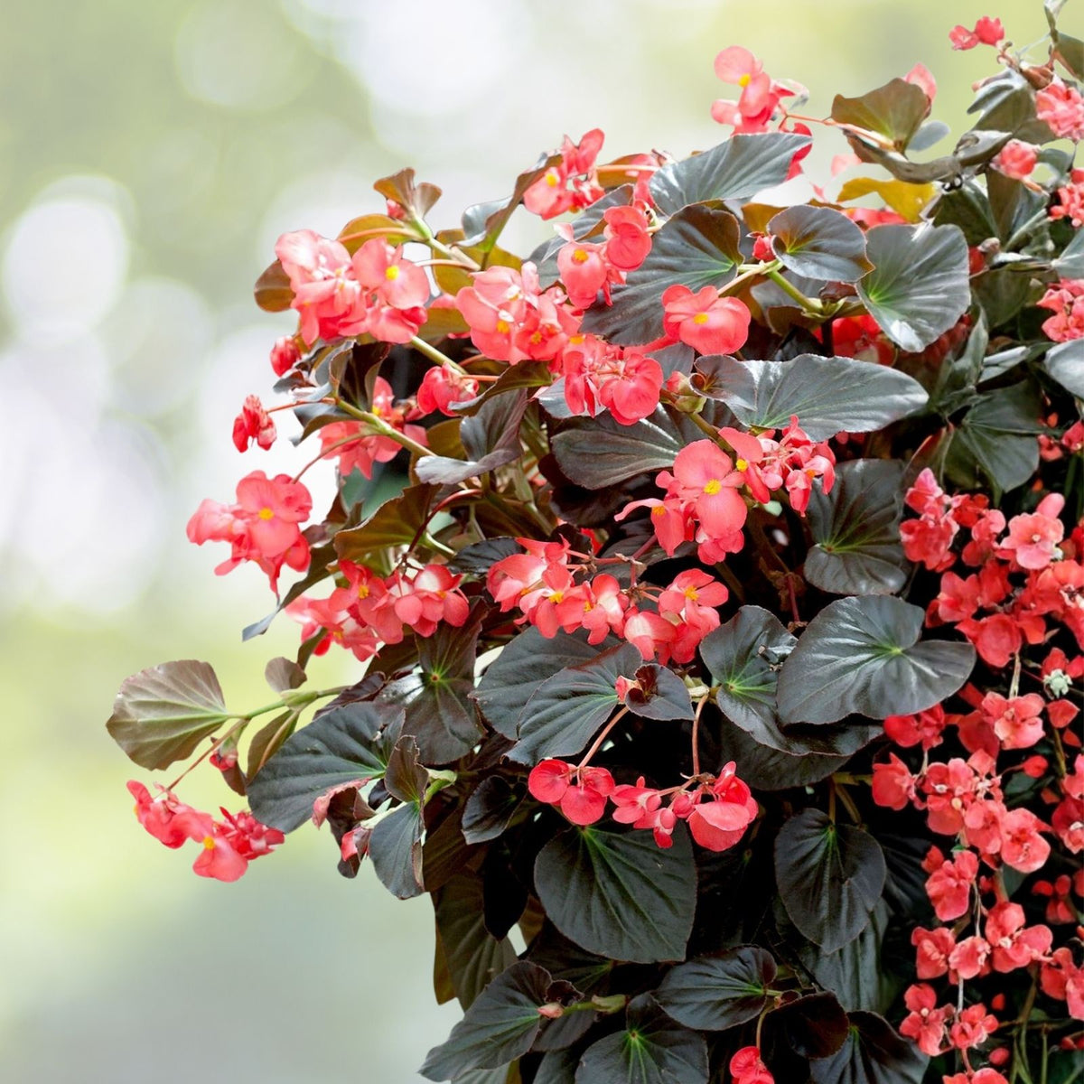 Angel Wing Begonia Plant - 3g Pot - Ambassador White - Healthy Live Plant (Begonia spp.)