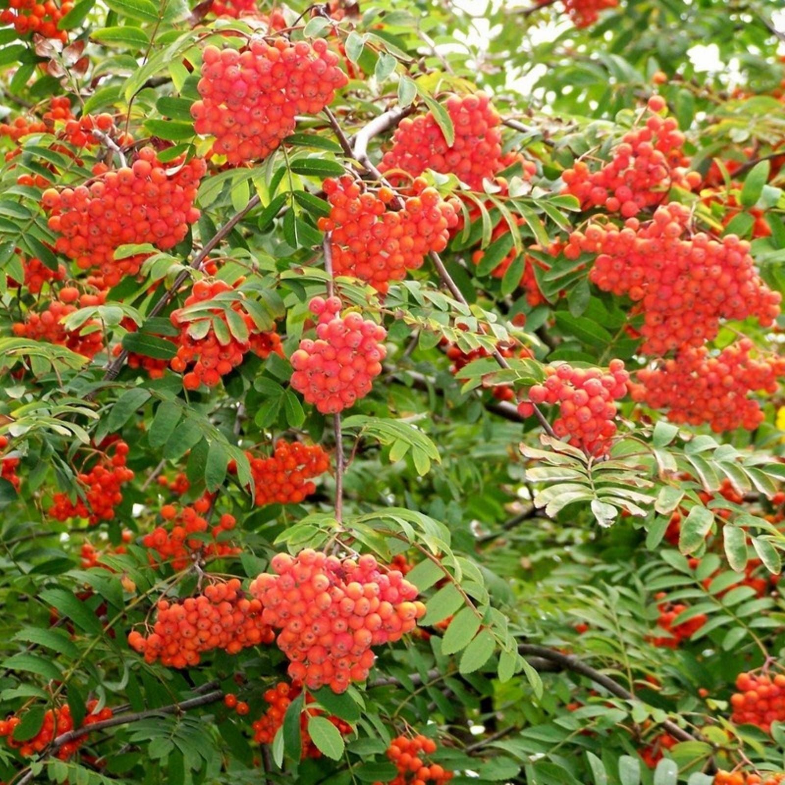 Mountain Ash Seeds 10 Pack, Sorbus Aucuparia, Hardy Tree Seeds, Native Growers, Edible Berries, Planting Seeds