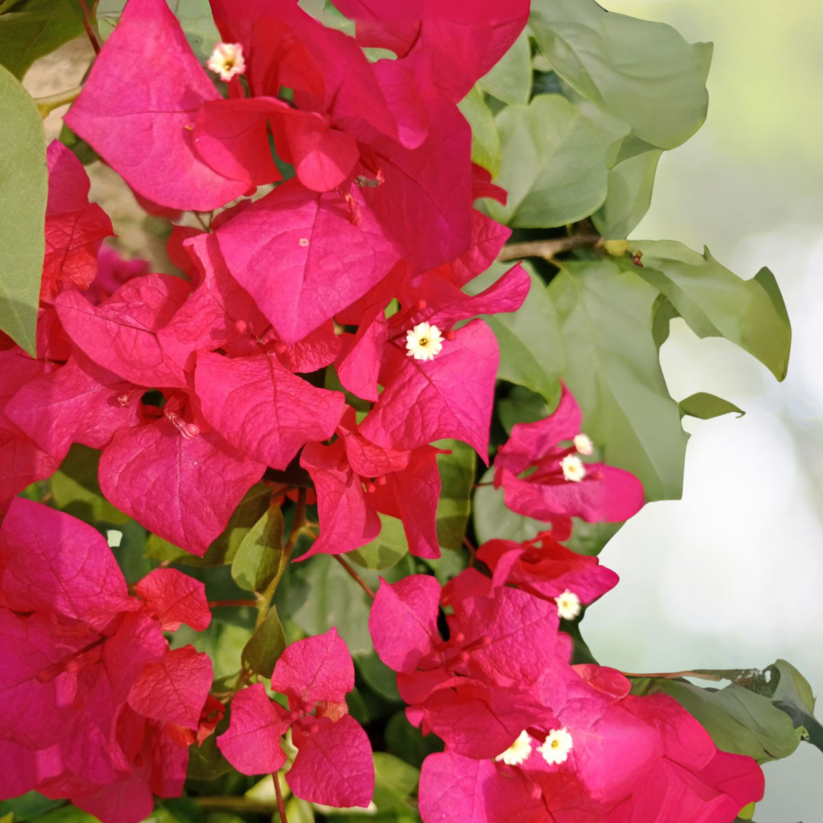 Bougainvillea-Plant-4-Inch-Pot-Red-Purple-Flowers-Bougainvillea-spp.-5-to-10-Inch-Tall