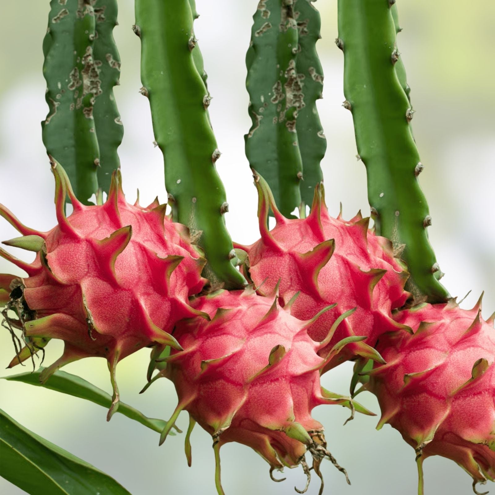 4" Dragon Fruit Cactus Cutting, White Flesh Pitaya, Hylocereus undatus, Edible Fruit Plant for Home Garden