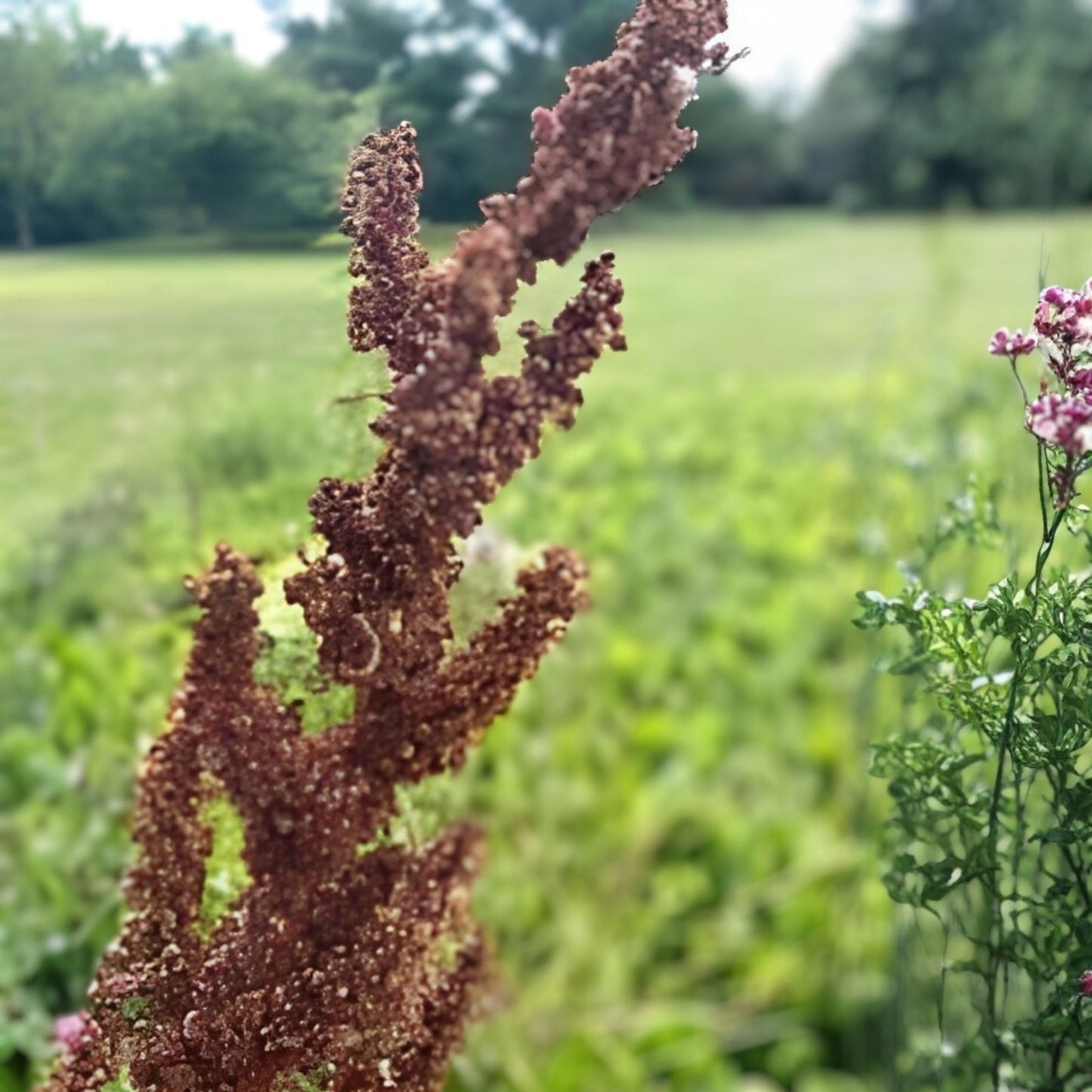 Cactusweed Seeds for Planting - 50 Count Organic Herb Garden Seeds - Rumex crispus Curly Dock Seeds