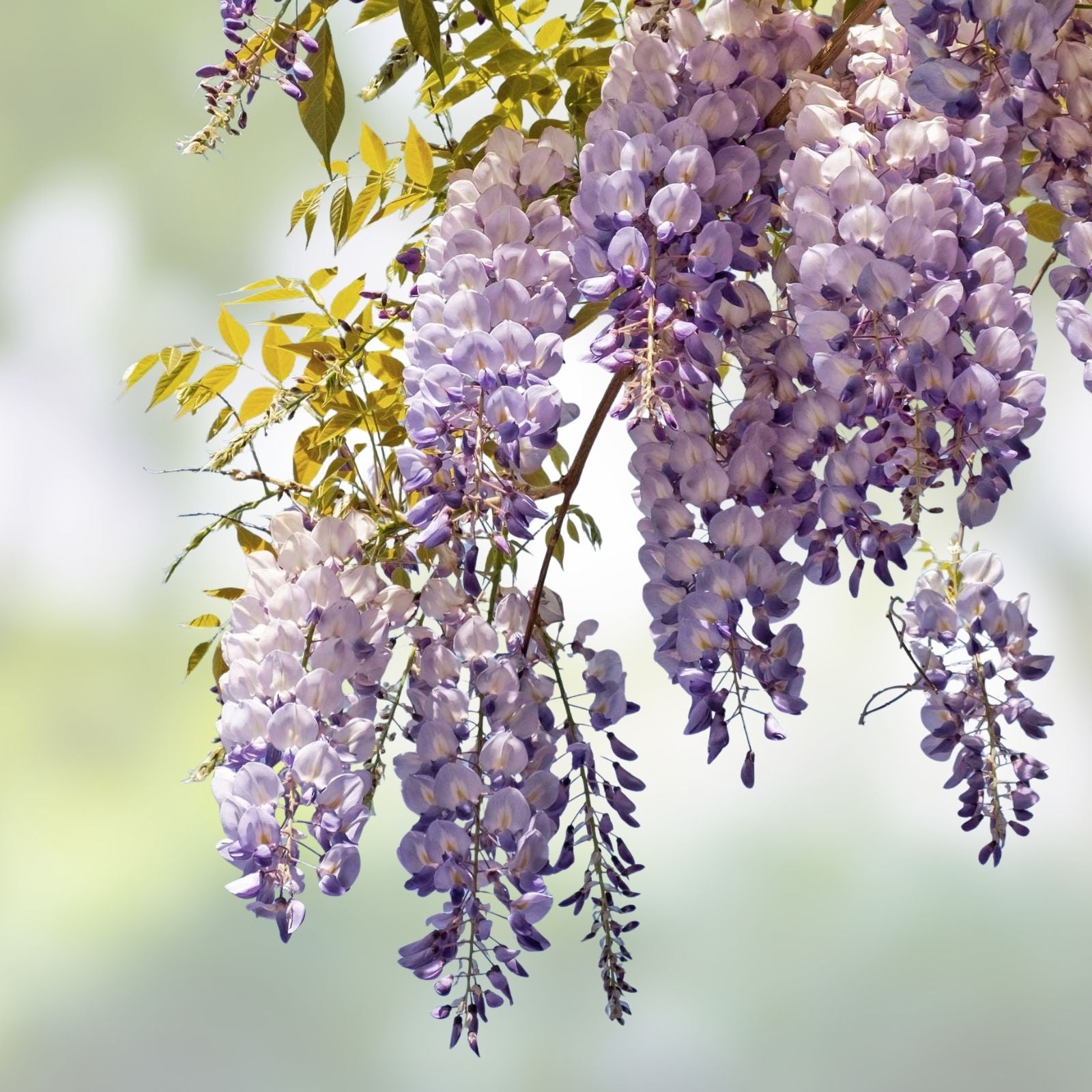 Japanese Wisteria Cuttings - Extra Long Fragrant Purple Flowers - 10 Fresh Wisteria floribunda Plant Cuttings