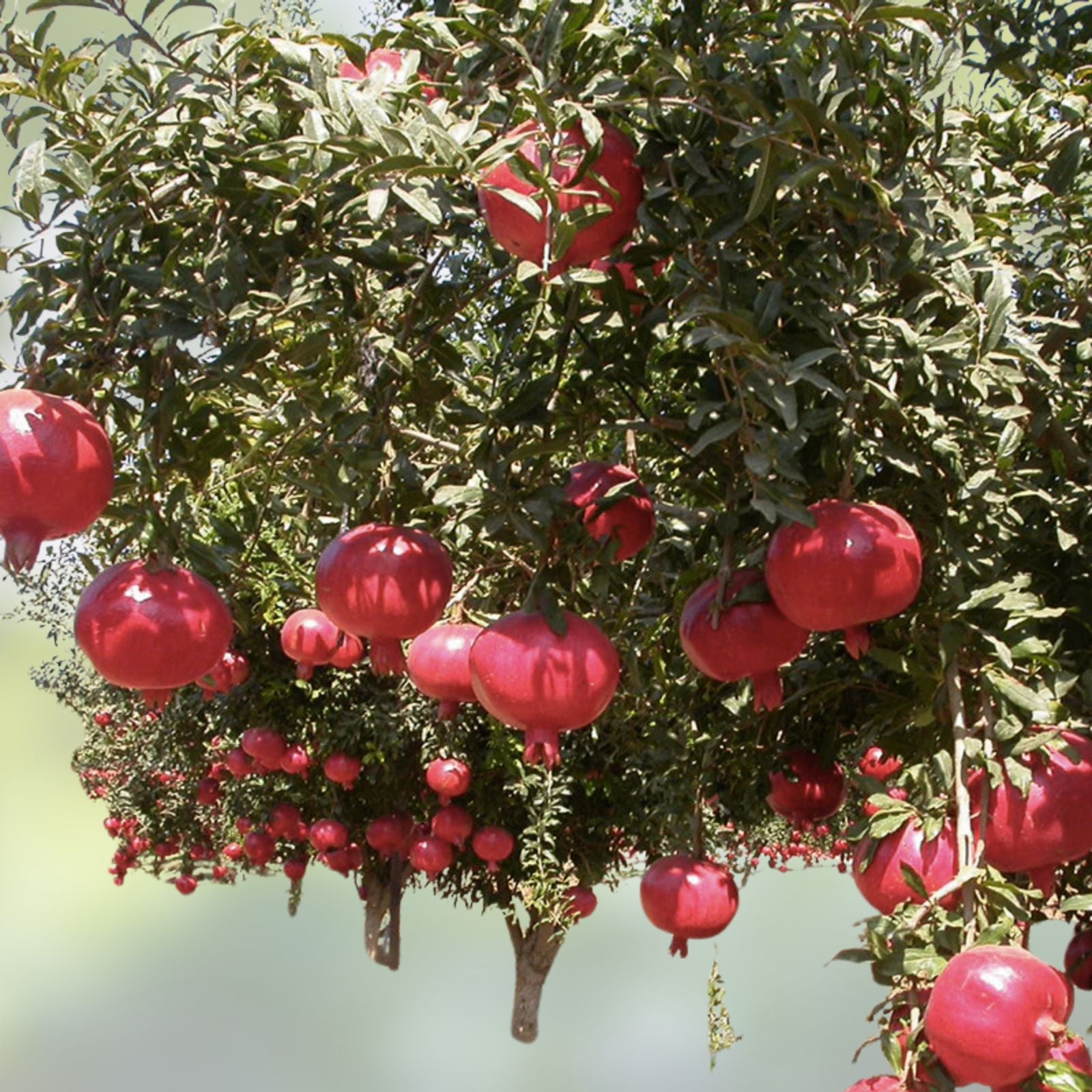 Organic Pomegranate Seeds 1 lb Edible Fruit Punica granatum Grown in USA, Ships from Iowa