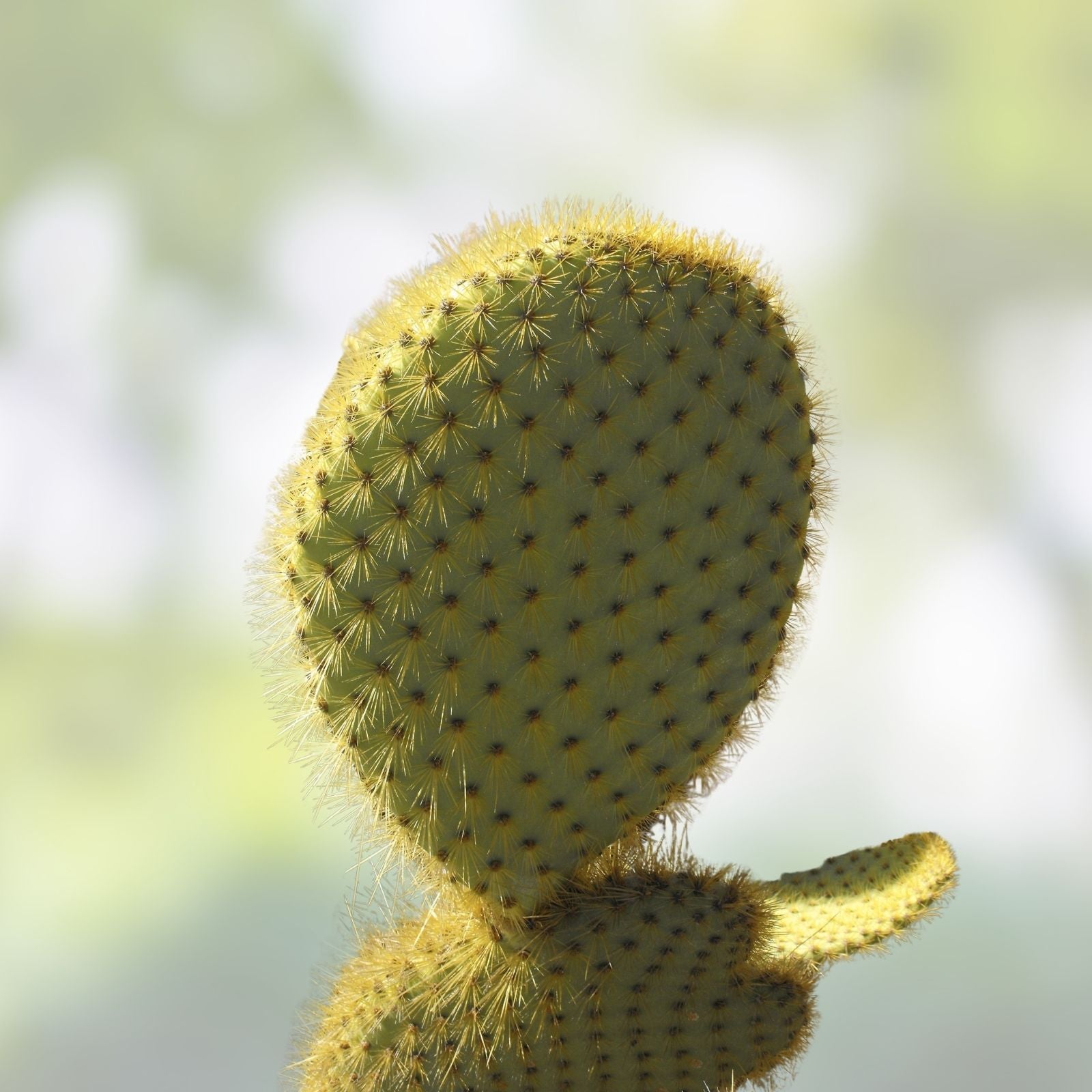 Opuntia Megasperma Var, Mesophytica Pad Cutting - Galapagos Prickly Pear Cactus - Rare Succulent Plant