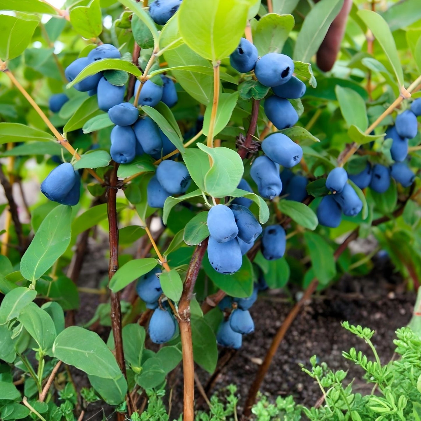 Honeyberry Cuttings 8 pcs 4-8" Giant Blue Boreal Blue Moose Lonicera caerulea Not Dormant
