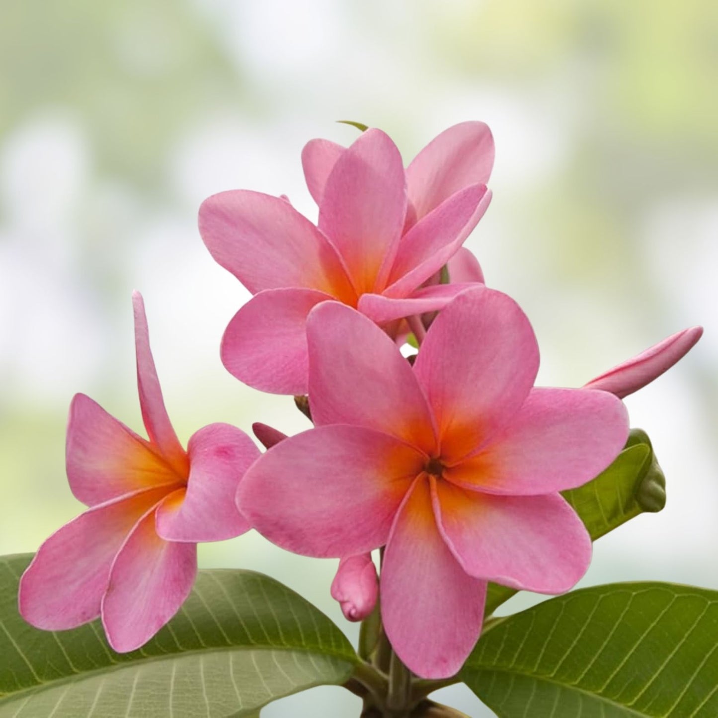 Plumeria Cuttings 8-10" Single Tip, Colorful Frangipani Variety, Plumeria spp.